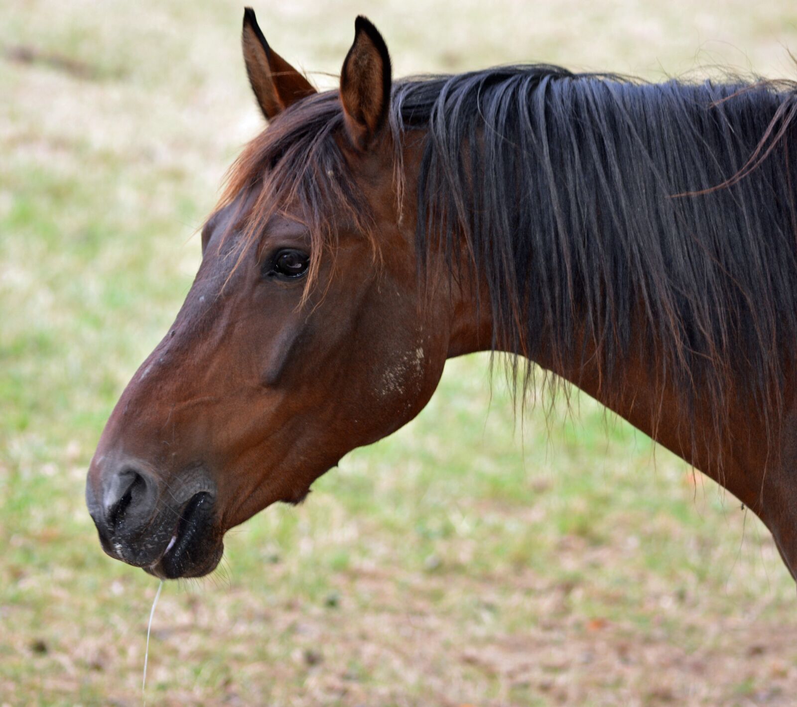 Nikon D5200 sample photo. Horse, pure arab blood photography