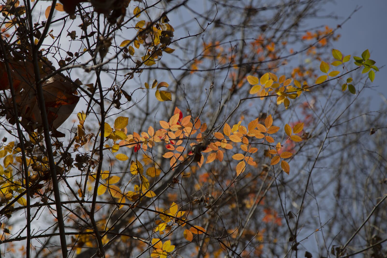 Canon EOS 6D + Canon EF 24-105mm F4L IS USM sample photo. Fall, qom province, iran photography