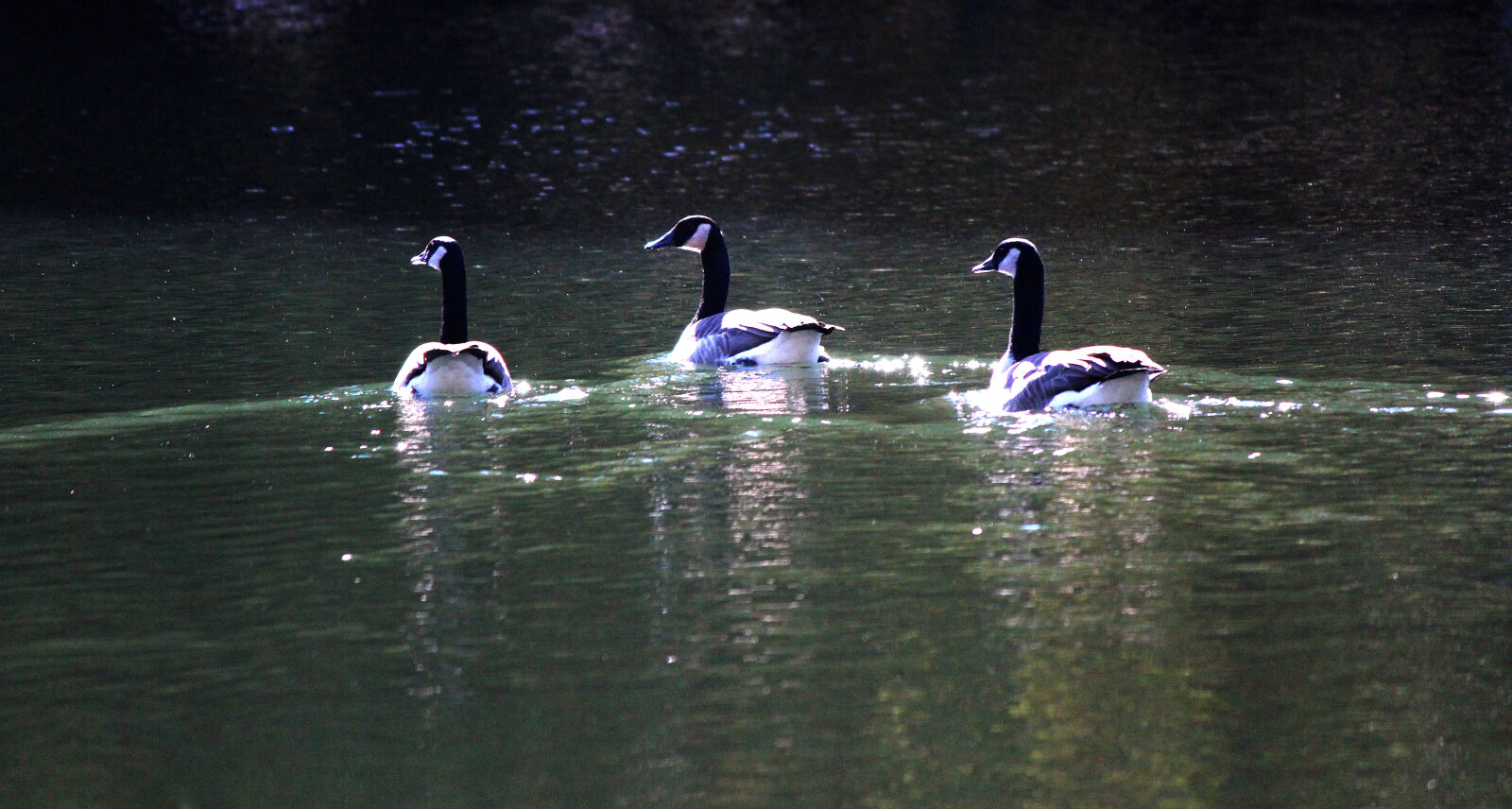 Canon EOS 700D (EOS Rebel T5i / EOS Kiss X7i) + Canon EF-S 55-250mm F4-5.6 IS II sample photo. Geese photography