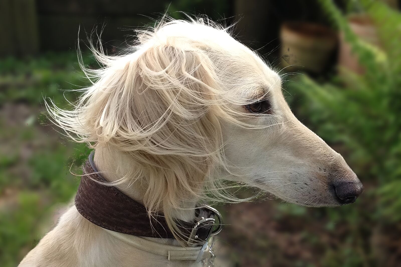 Apple iPhone 5 sample photo. Saluki, persian greyhound, dog photography