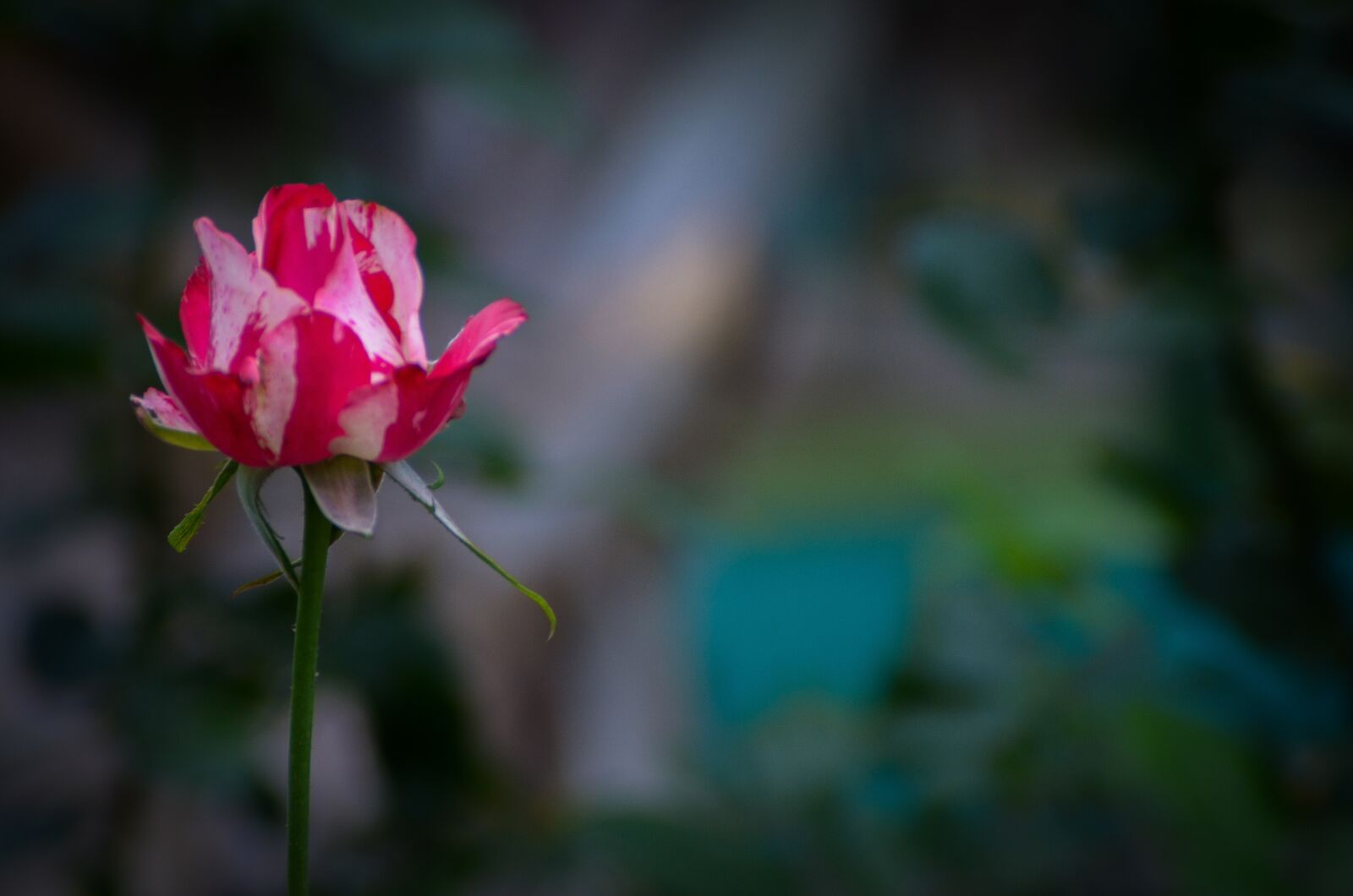 Nikon D7000 sample photo. Rosa, flowers, guatemala photography