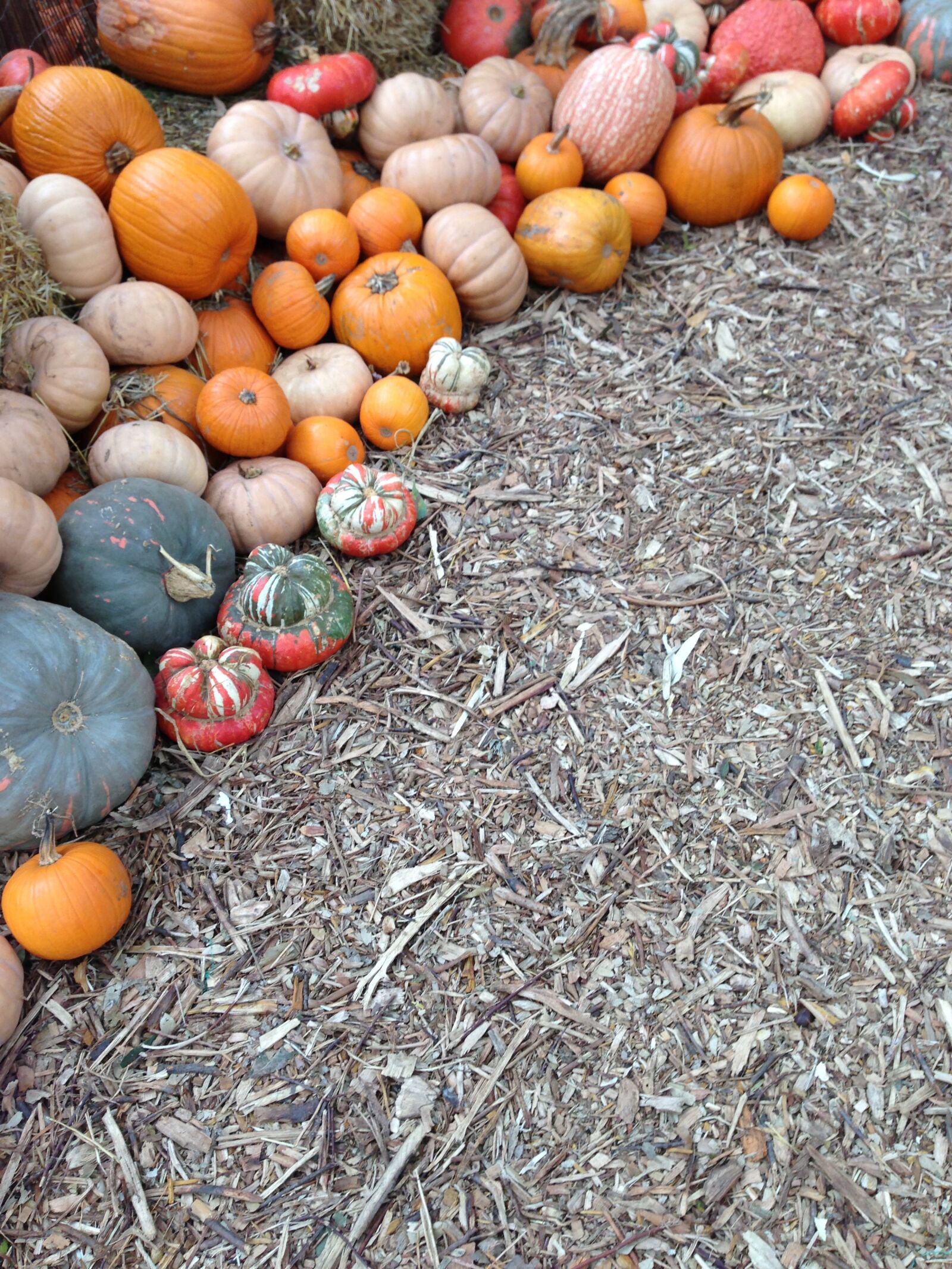Apple iPhone 5 sample photo. Pumpkin, fall, dallas photography