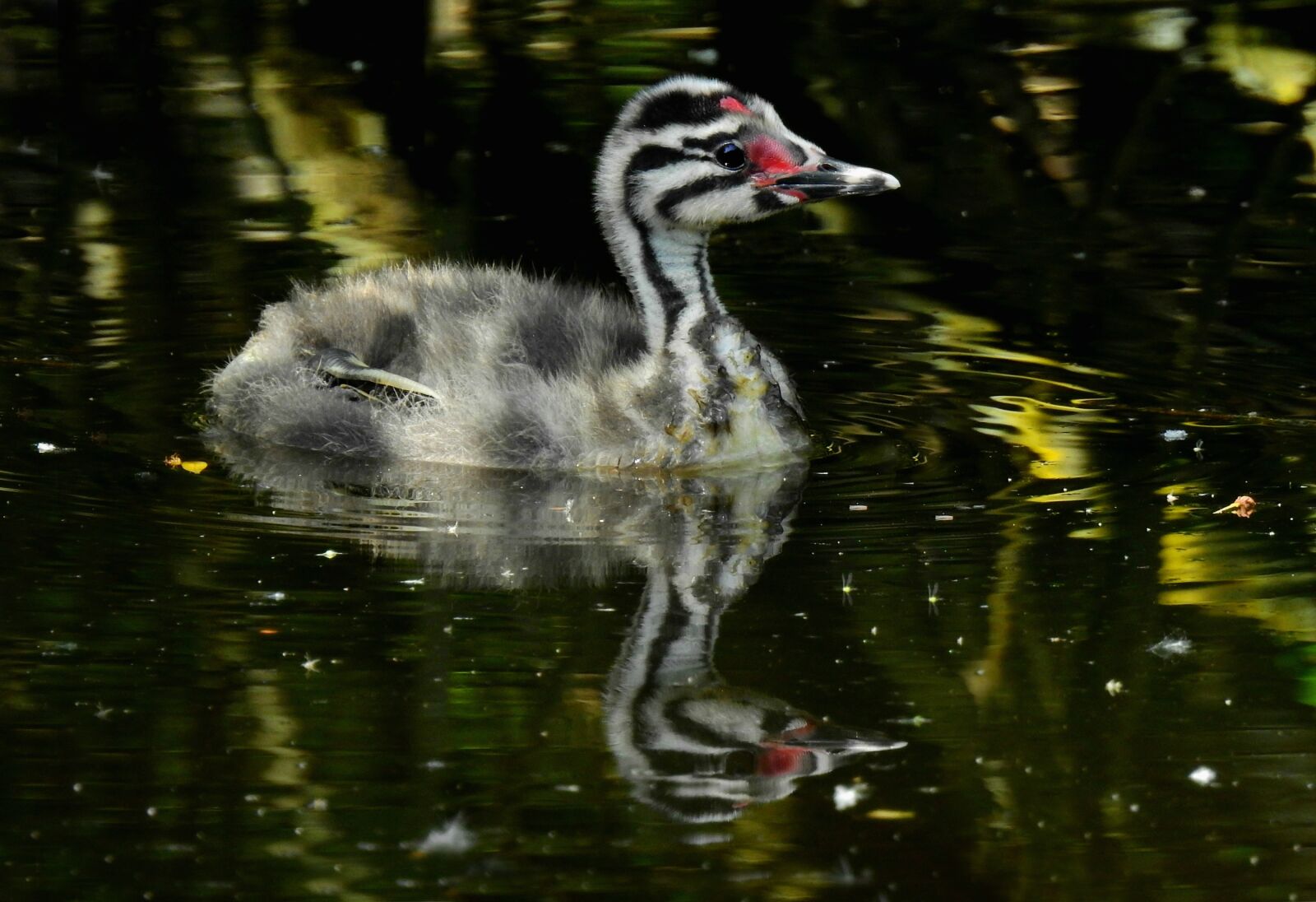 Nikon Coolpix P900 sample photo. Great crested grebe chick photography