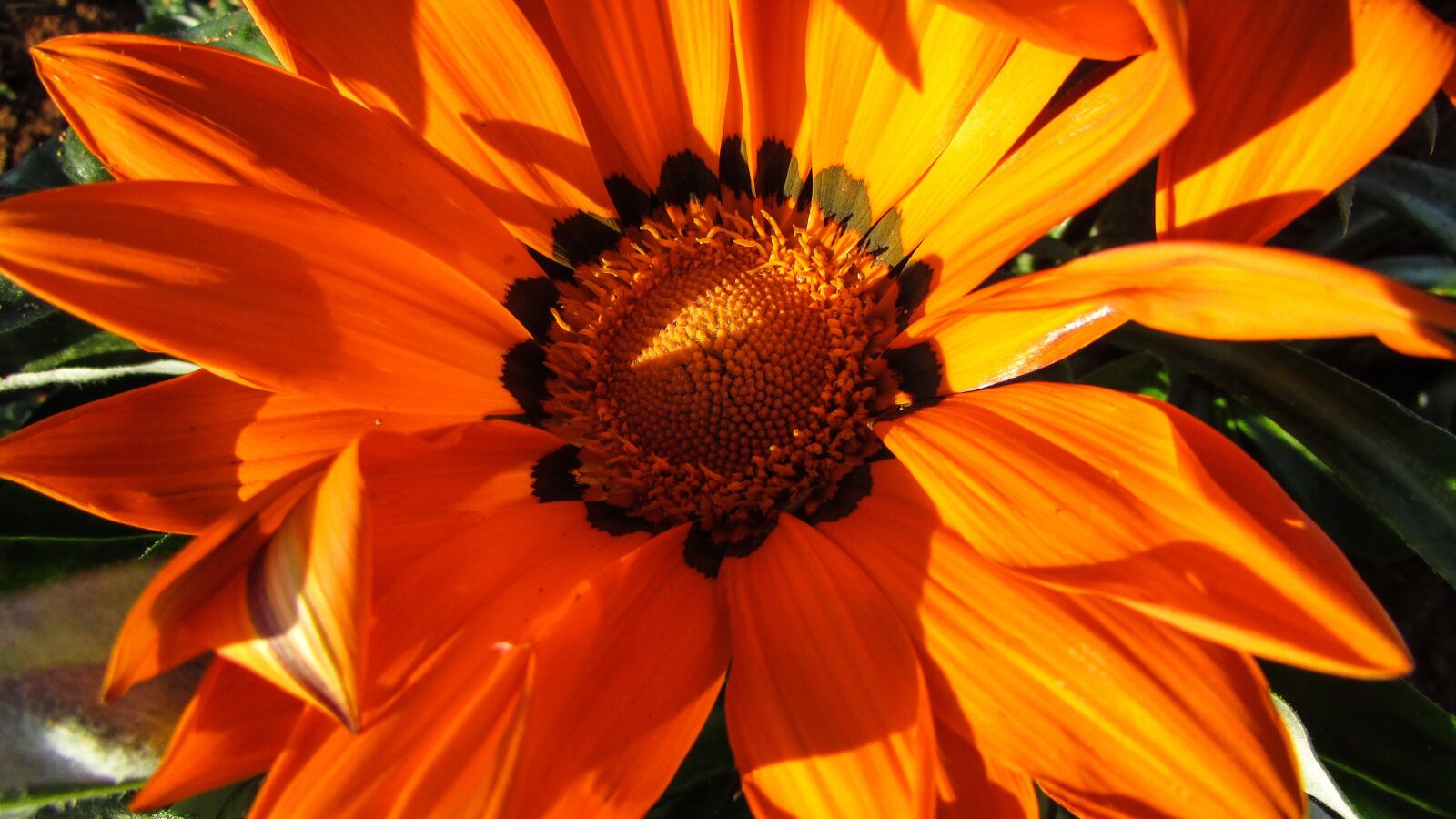 Canon PowerShot SX400 IS sample photo. Cyprus, ayia napa, flower photography