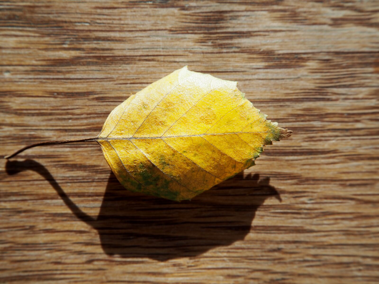 Olympus OM-D E-M10 sample photo. Leaf, autumn, wood photography