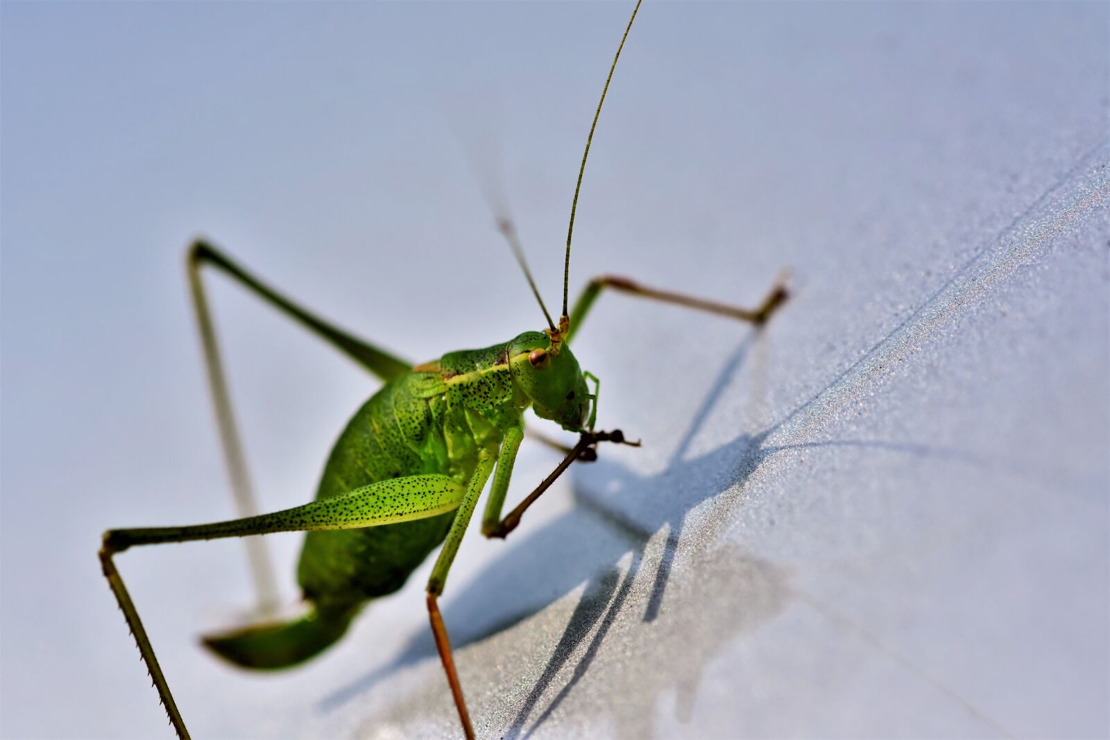 Nikon D7200 sample photo. Grasshopper, viridissima, skip photography