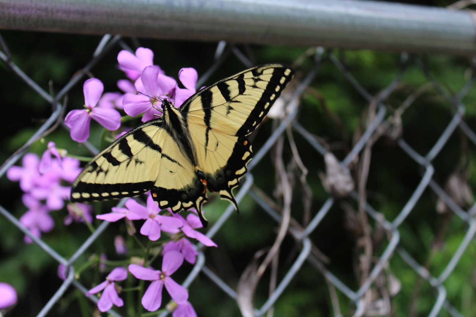 Canon EOS 1200D (EOS Rebel T5 / EOS Kiss X70 / EOS Hi) sample photo. Butterfly, summer, flowers photography