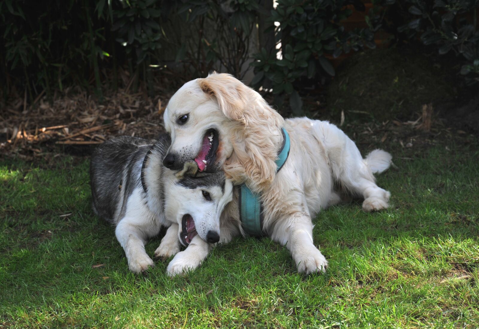 Nikon D3 sample photo. Dogs, friends, together photography