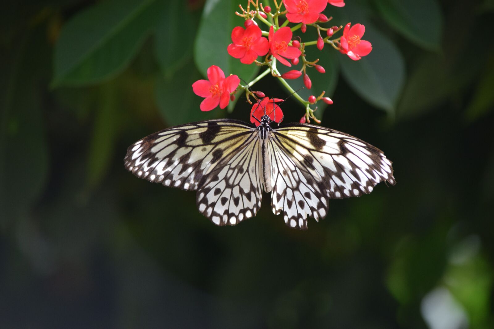 Nikon D5300 sample photo. Butterfly, white, nature photography