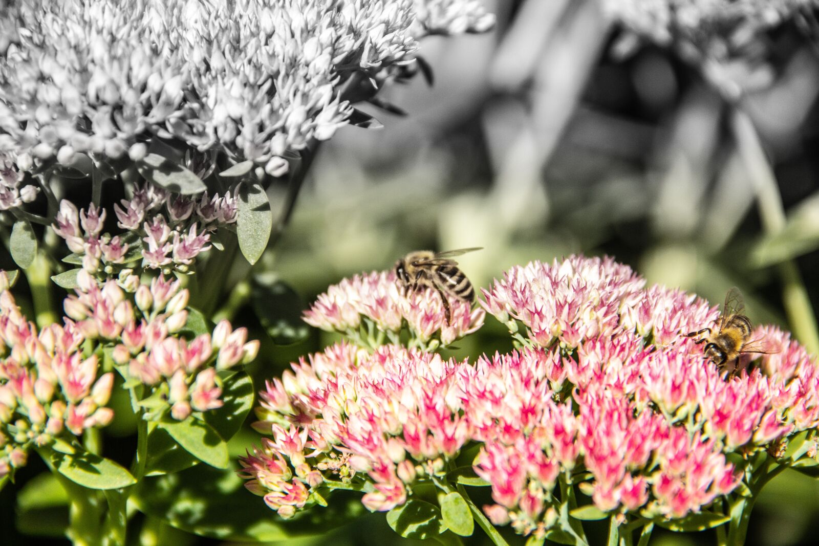 Canon EOS 60D sample photo. Bees, flower, blossom photography