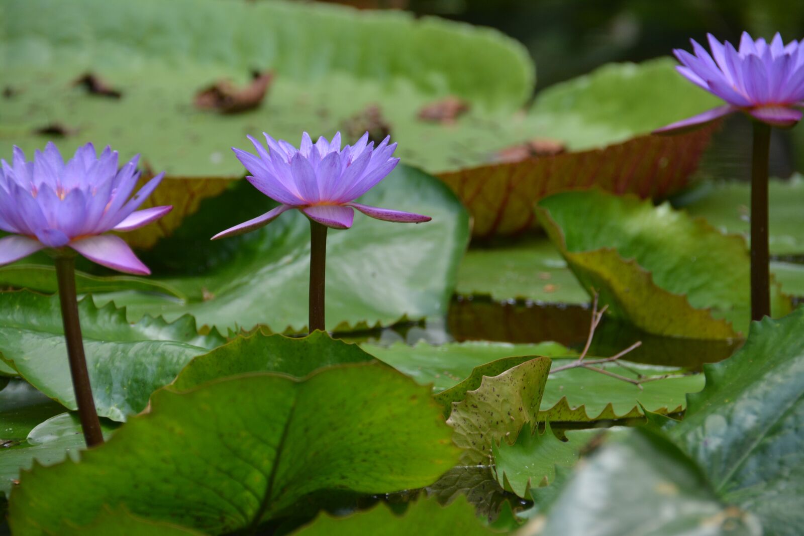 Nikon D5200 sample photo. Vit ria r gia photography