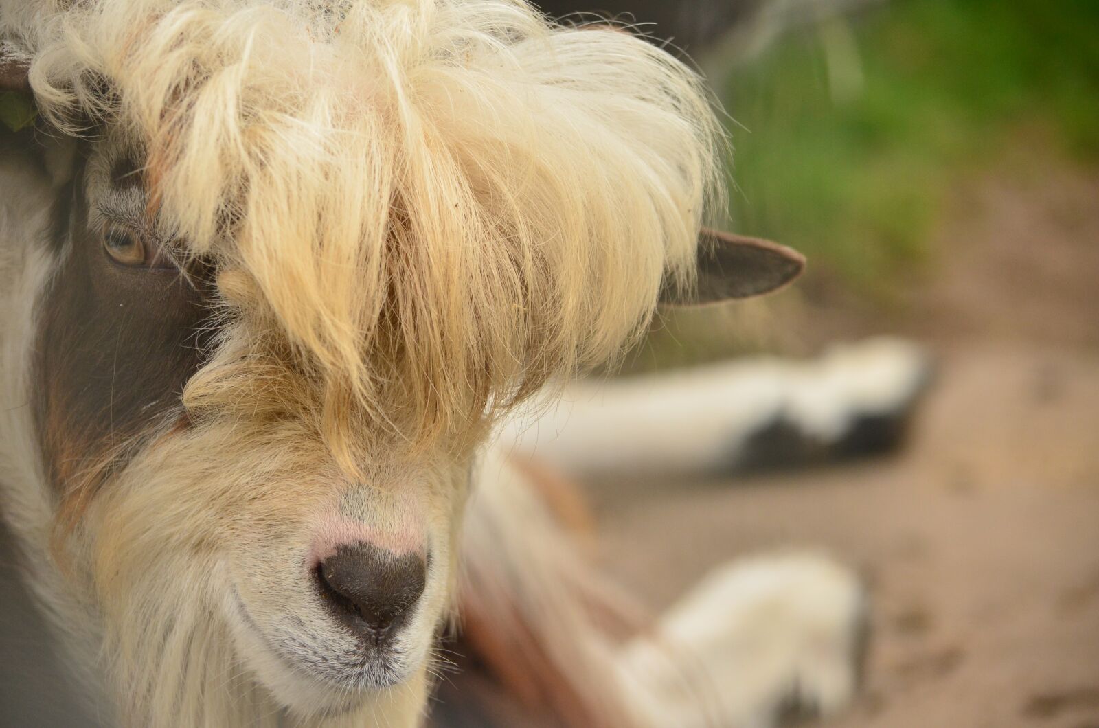 Nikon D5100 sample photo. Goat, her, point to photography