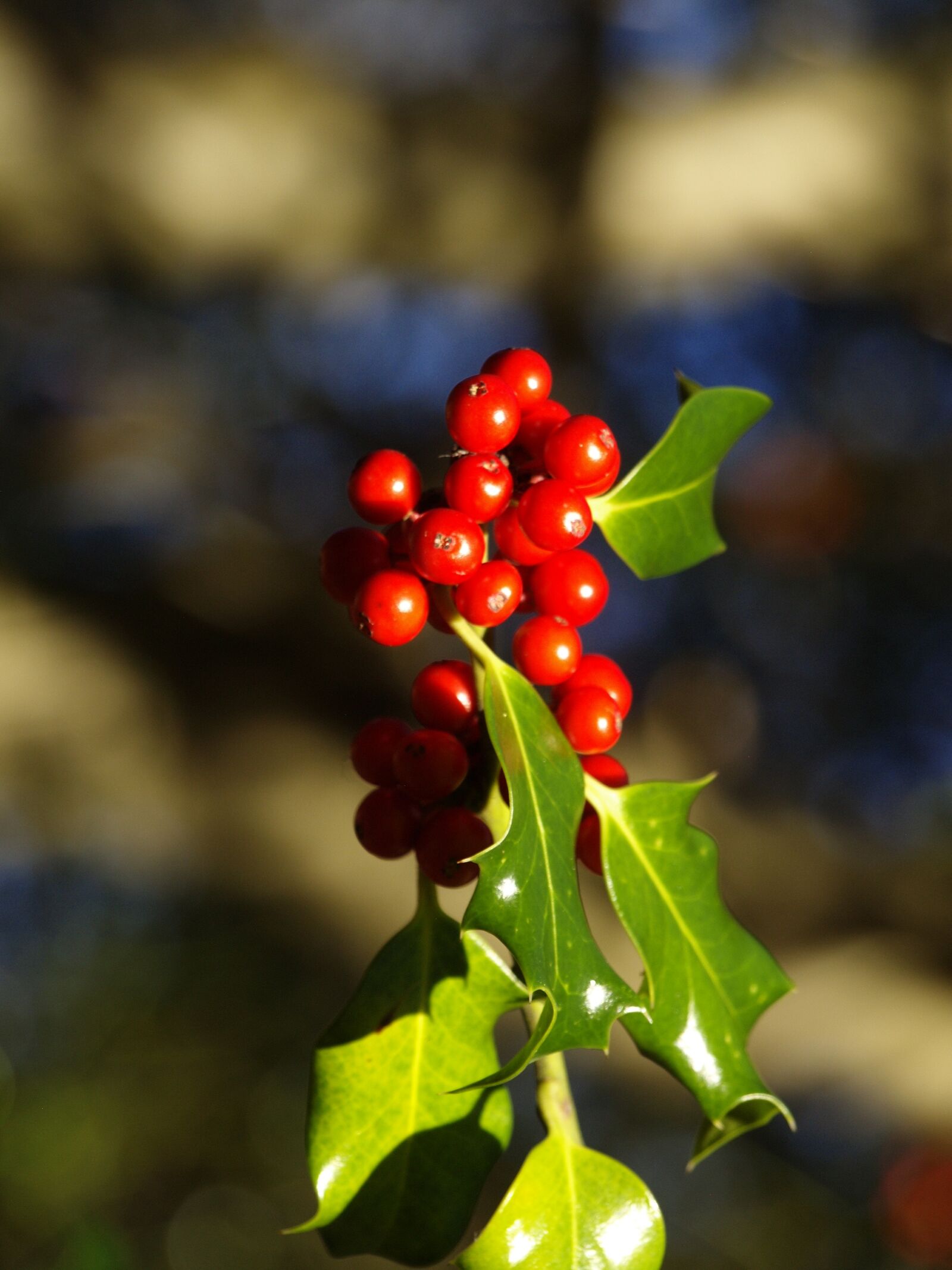 Olympus E-400 (EVOLT E-400) sample photo. Red, berries, holly photography