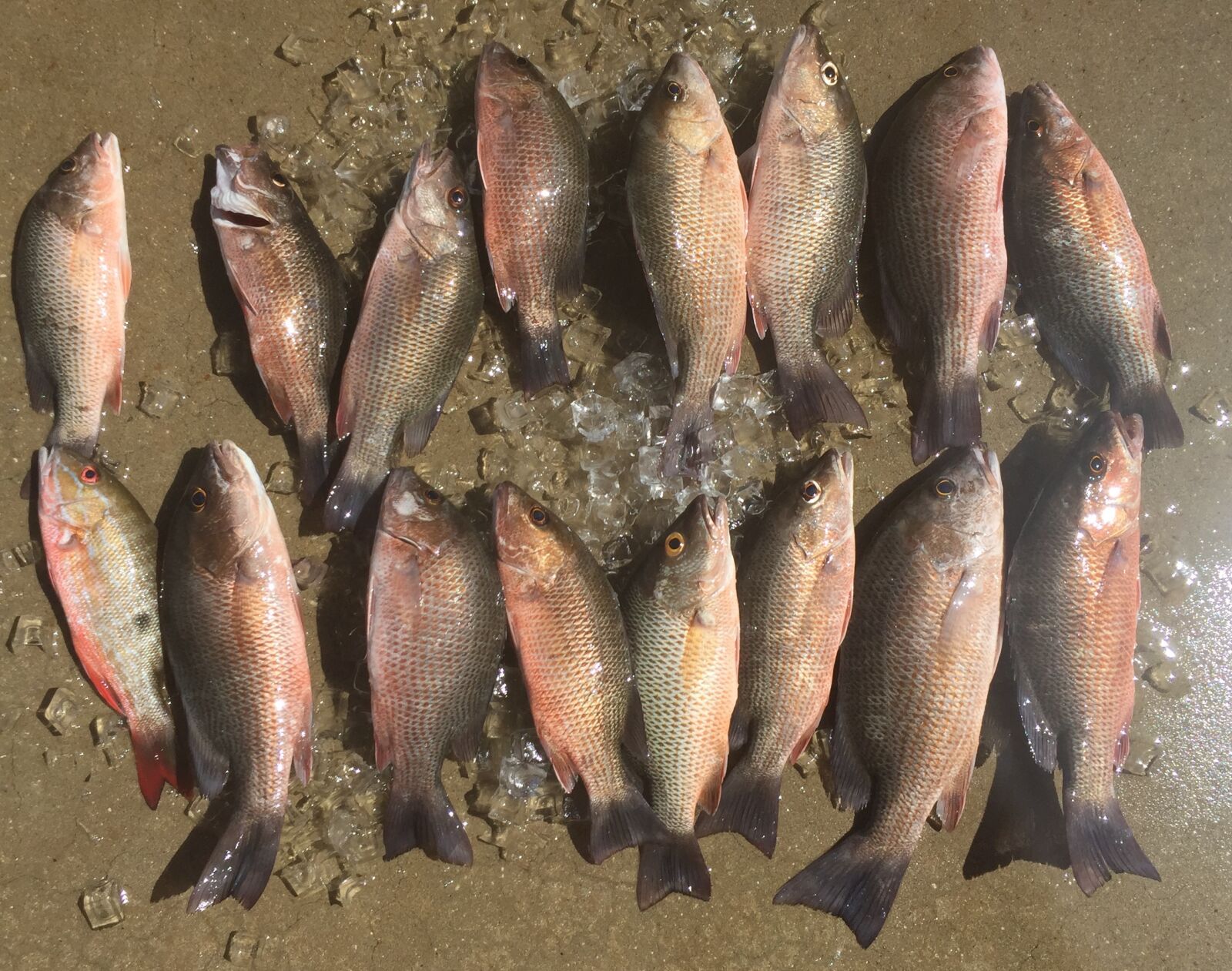 iPhone 6 back camera 4.15mm f/2.2 sample photo. Fish, mangrove photography
