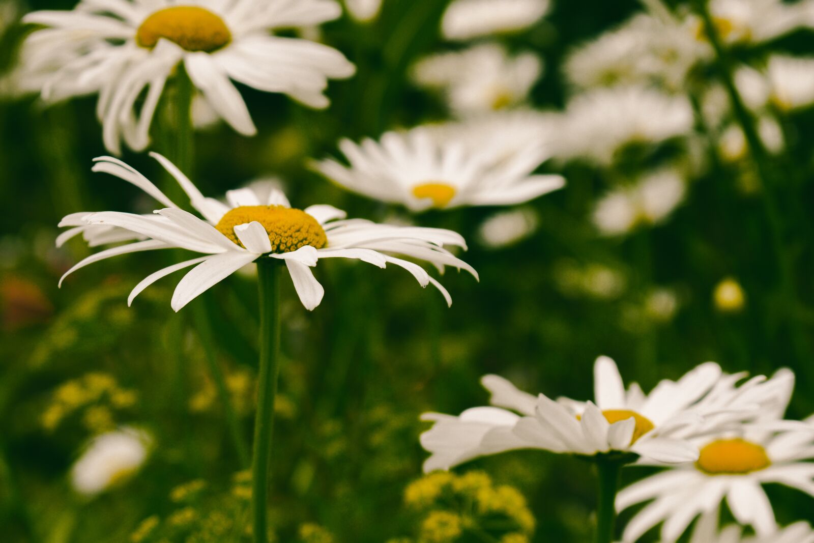 Nikon D5600 sample photo. Daisy, flower, white photography