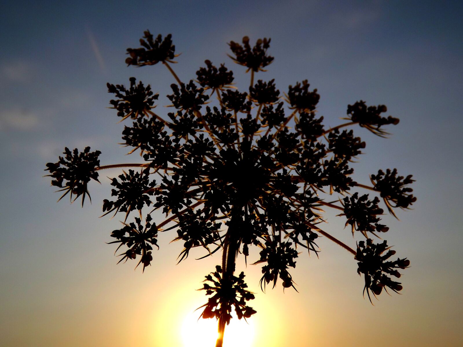 Fujifilm FinePix S4500 sample photo. Parsley, sunset, silhouette photography