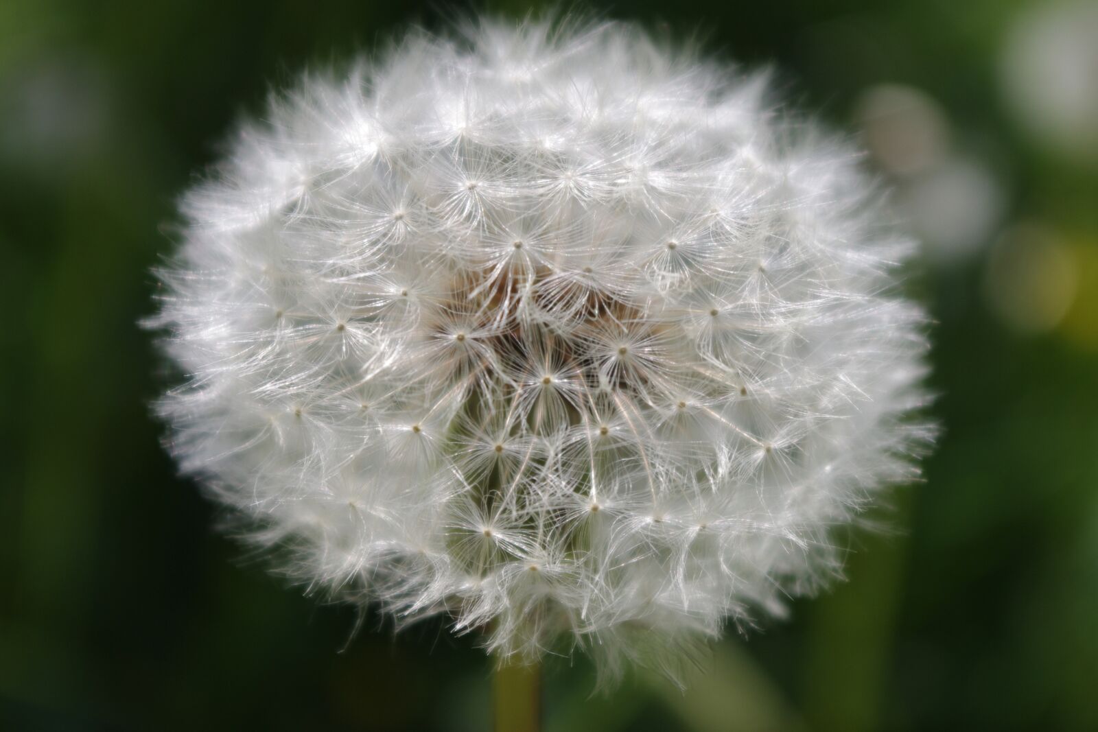 Pentax K-x sample photo. Dandelion, flower, nature photography