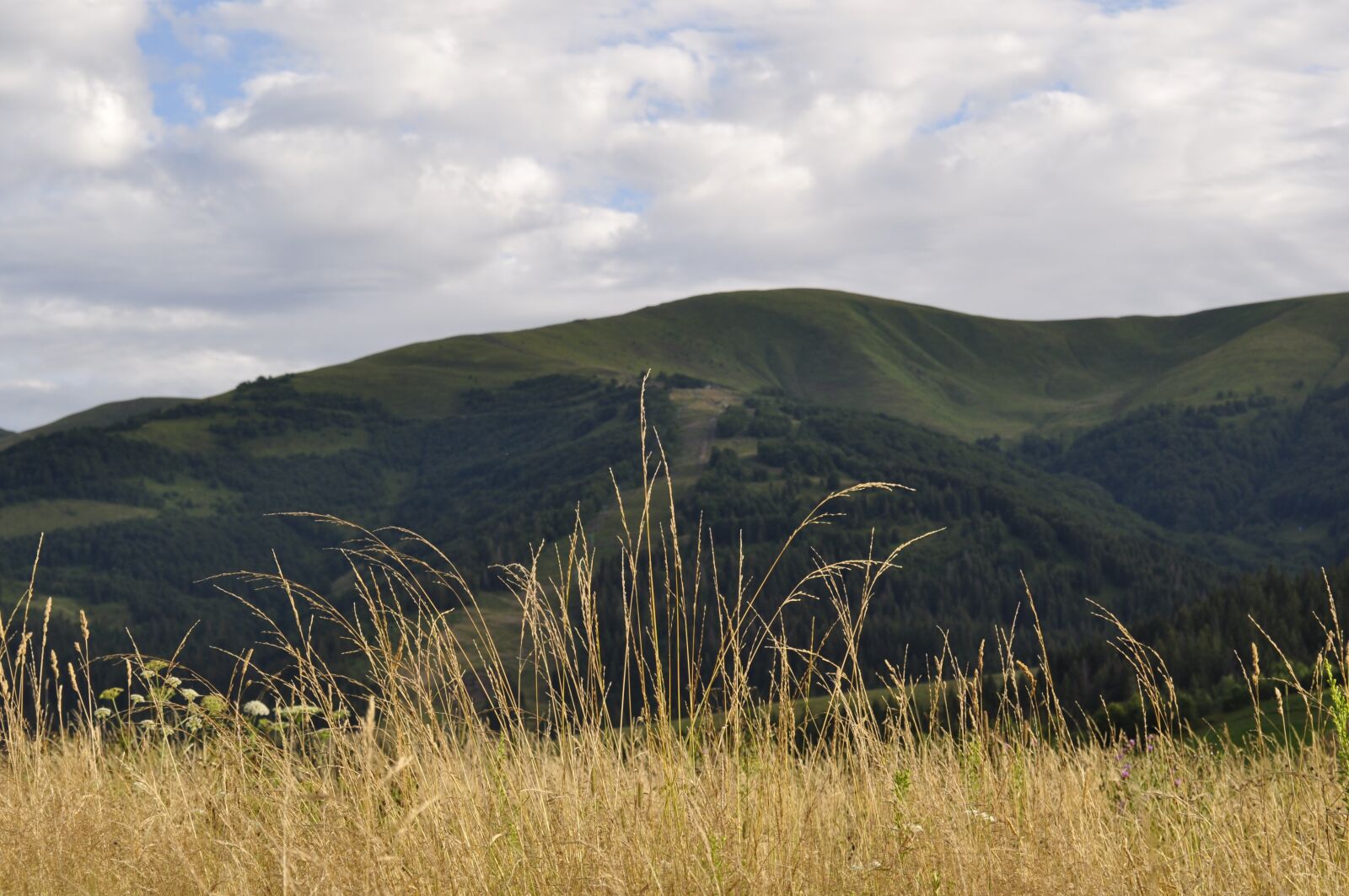 Nikon D5000 sample photo. The carpathians, meadow, grass photography