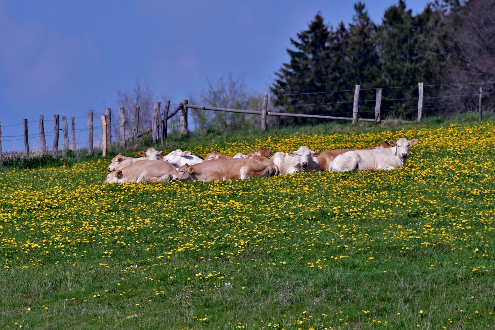 Nikon D500 sample photo. Cows, pasture, summer photography