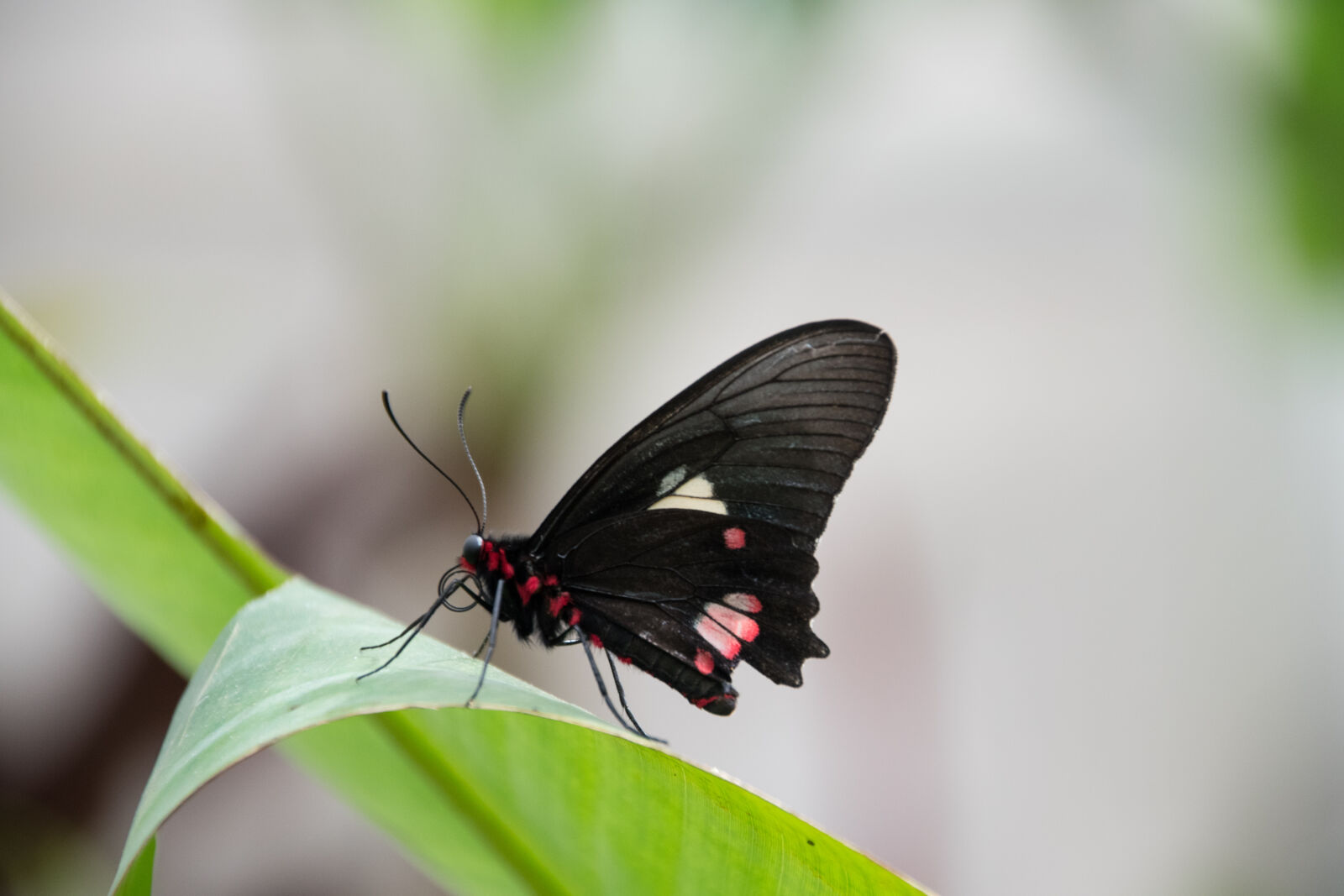 Tamron 18-270mm F3.5-6.3 Di II VC PZD sample photo. Argentina, black, butterfly, green photography