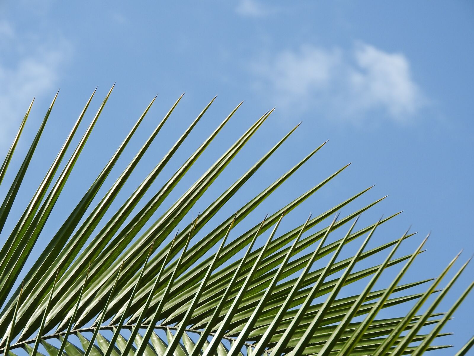 Nikon Coolpix P610 sample photo. Coconut tree, palm tree photography