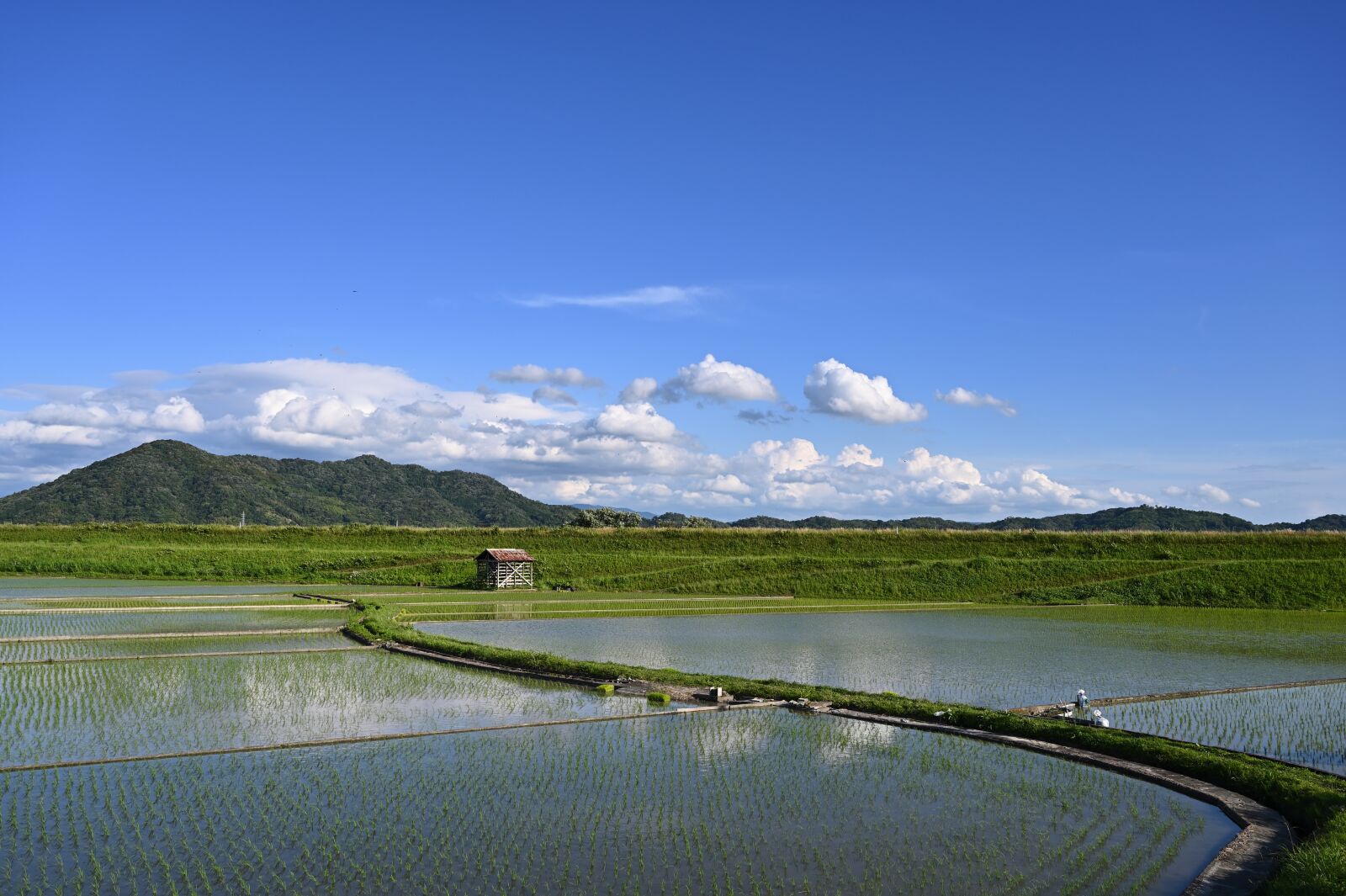 Nikon Z6 + Nikon Nikkor Z 24-70mm F4 S sample photo. Japan, yamada's rice fields photography