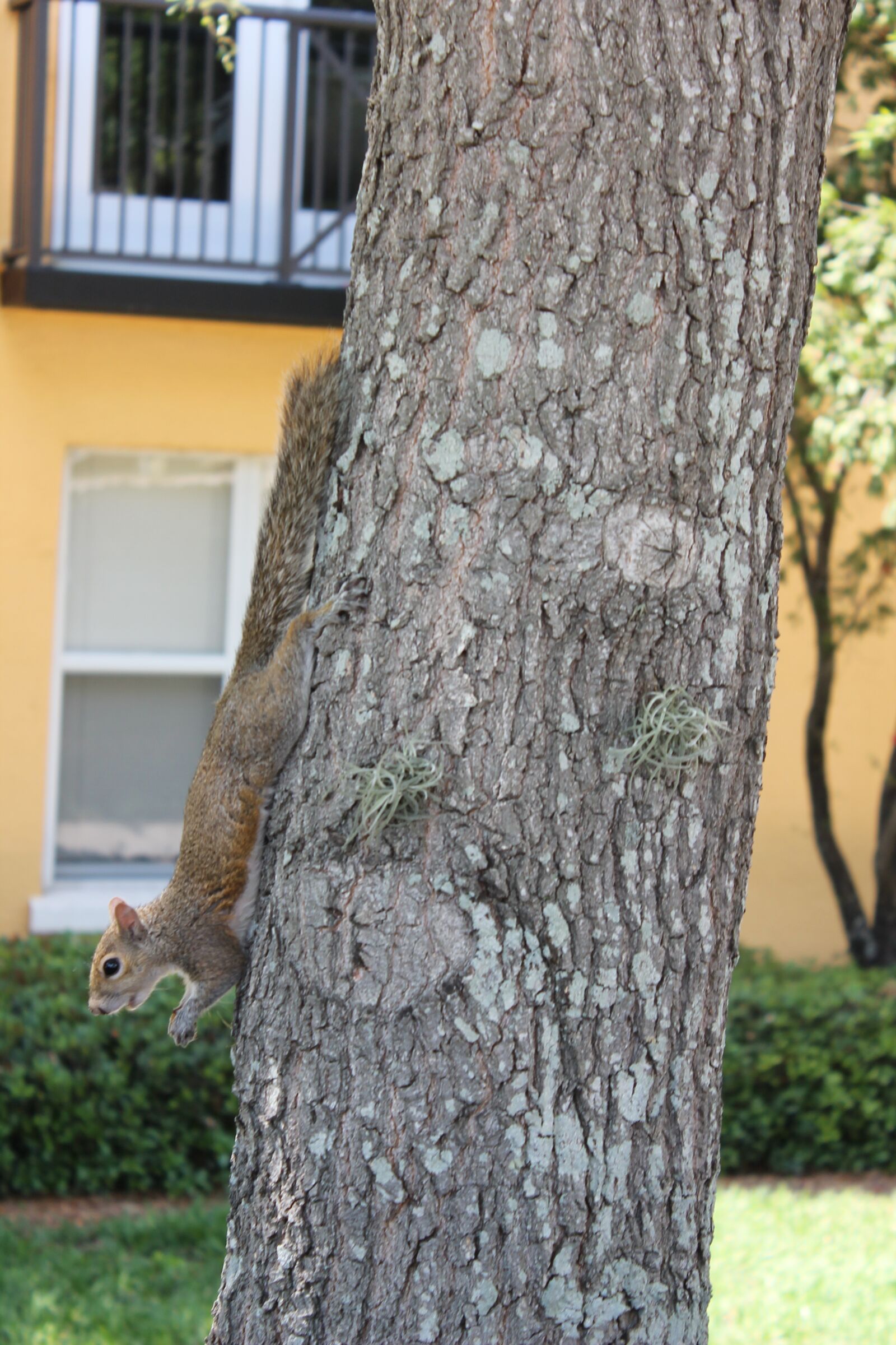 Canon EOS 1100D (EOS Rebel T3 / EOS Kiss X50) sample photo. Squirrel, animal, tree photography