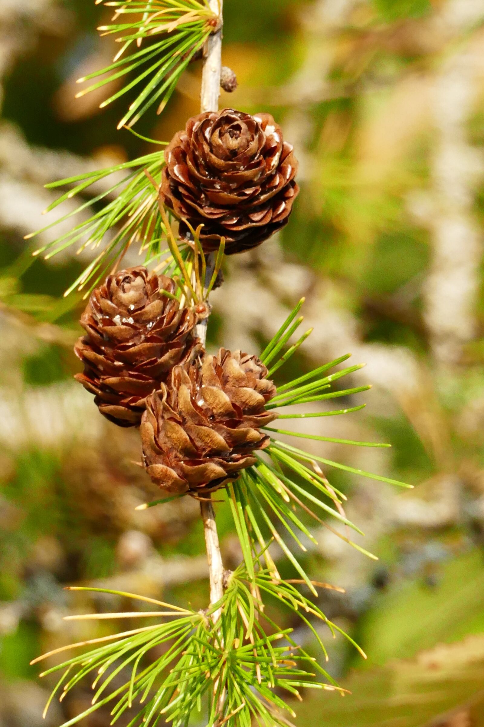 Panasonic Lumix DMC-FZ1000 sample photo. Pine cones, pine, autumn photography