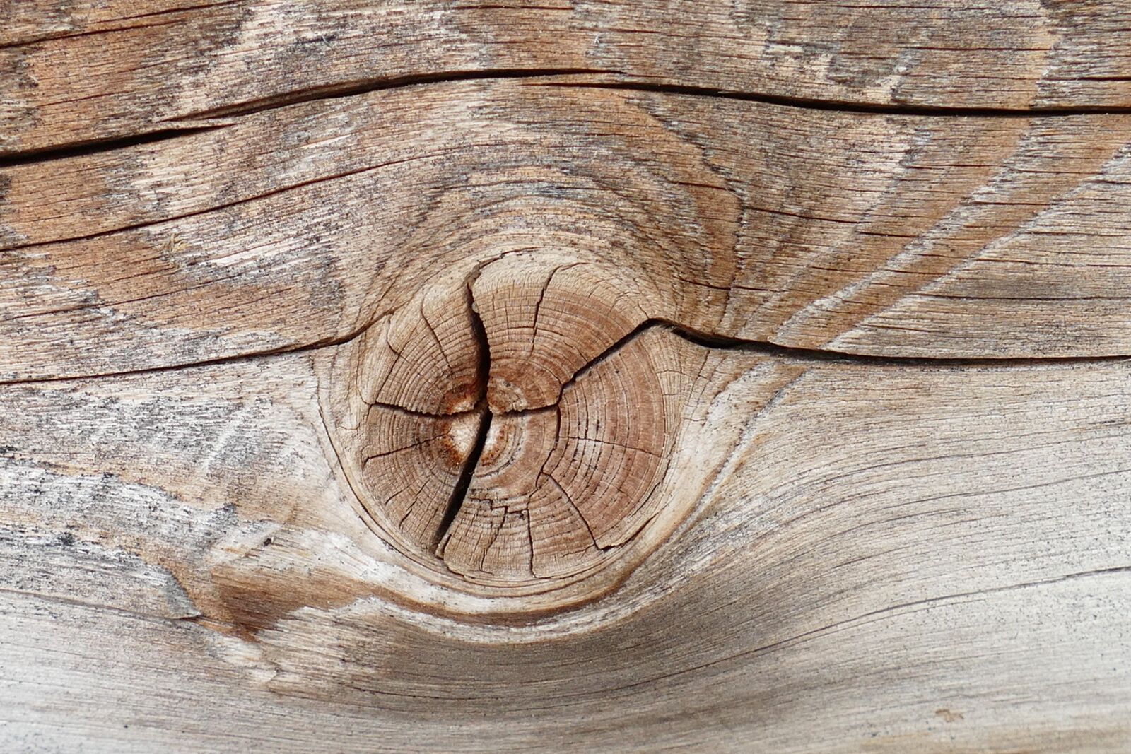 Panasonic Lumix DMC-FZ1000 sample photo. Macro, wood, branch photography