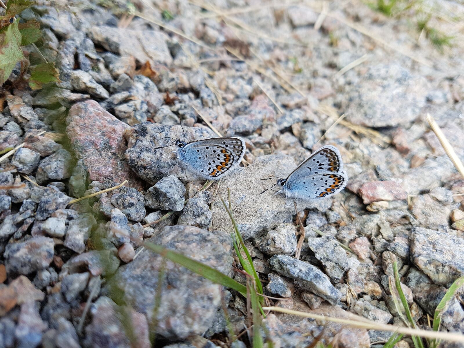 Samsung Galaxy S7 sample photo. Butterflies, blue, stone photography