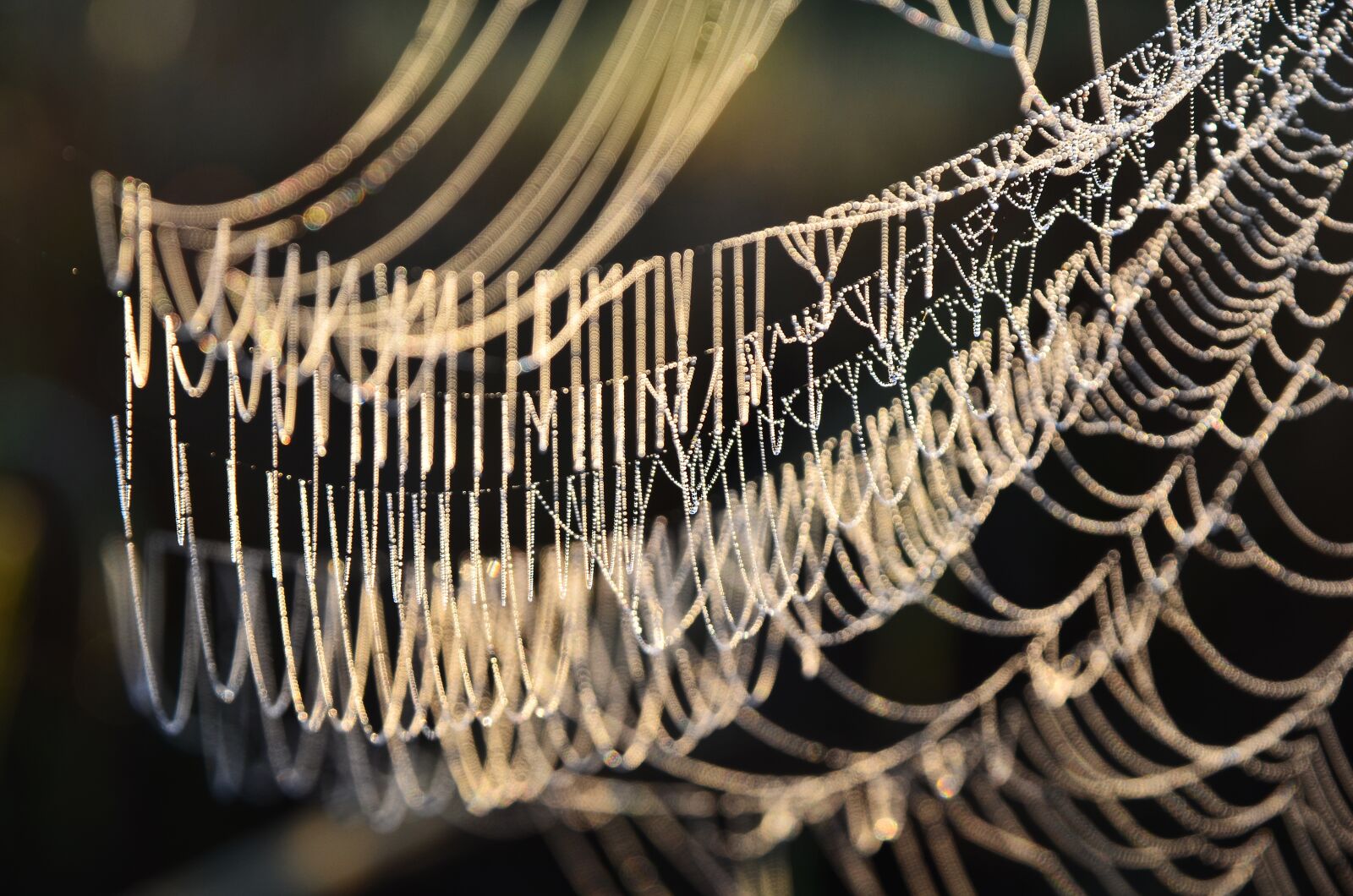 Nikon D7000 sample photo. Spider webs, morning, sunlight photography