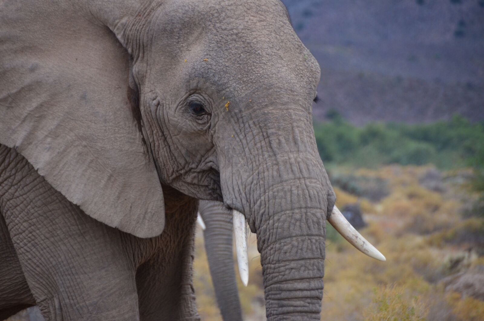 Nikon D7000 sample photo. African elephant, south africa photography