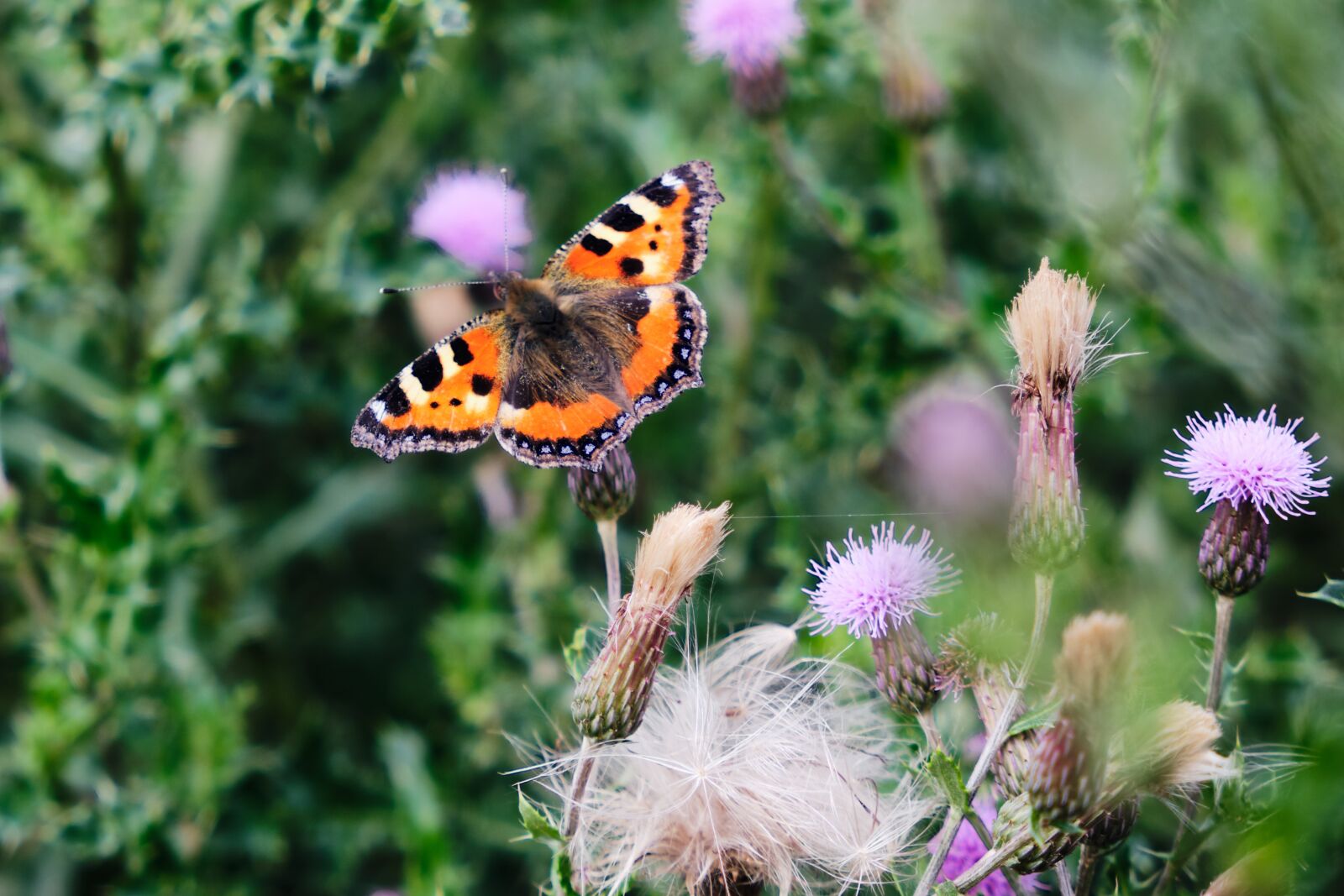 Fujifilm XF 18-55mm F2.8-4 R LM OIS sample photo. Butterfly, nature, animal world photography