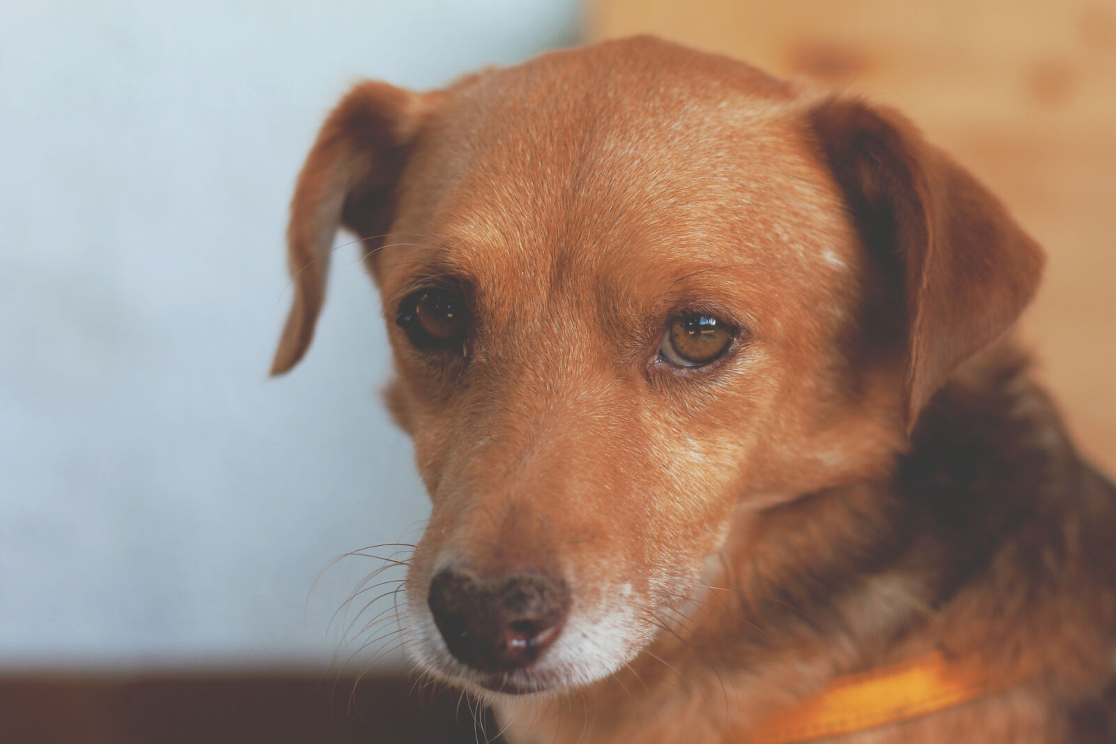 Canon EOS 70D + Canon EF 28-105mm F4.0-5.6 USM sample photo. Animal, dog, sweet, small photography