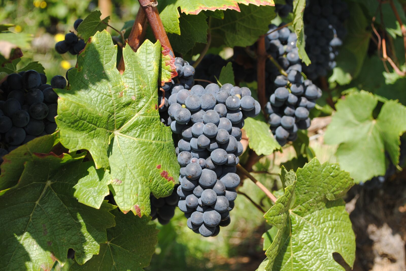 Nikon D3000 sample photo. Wine, wineyard, burgundy photography