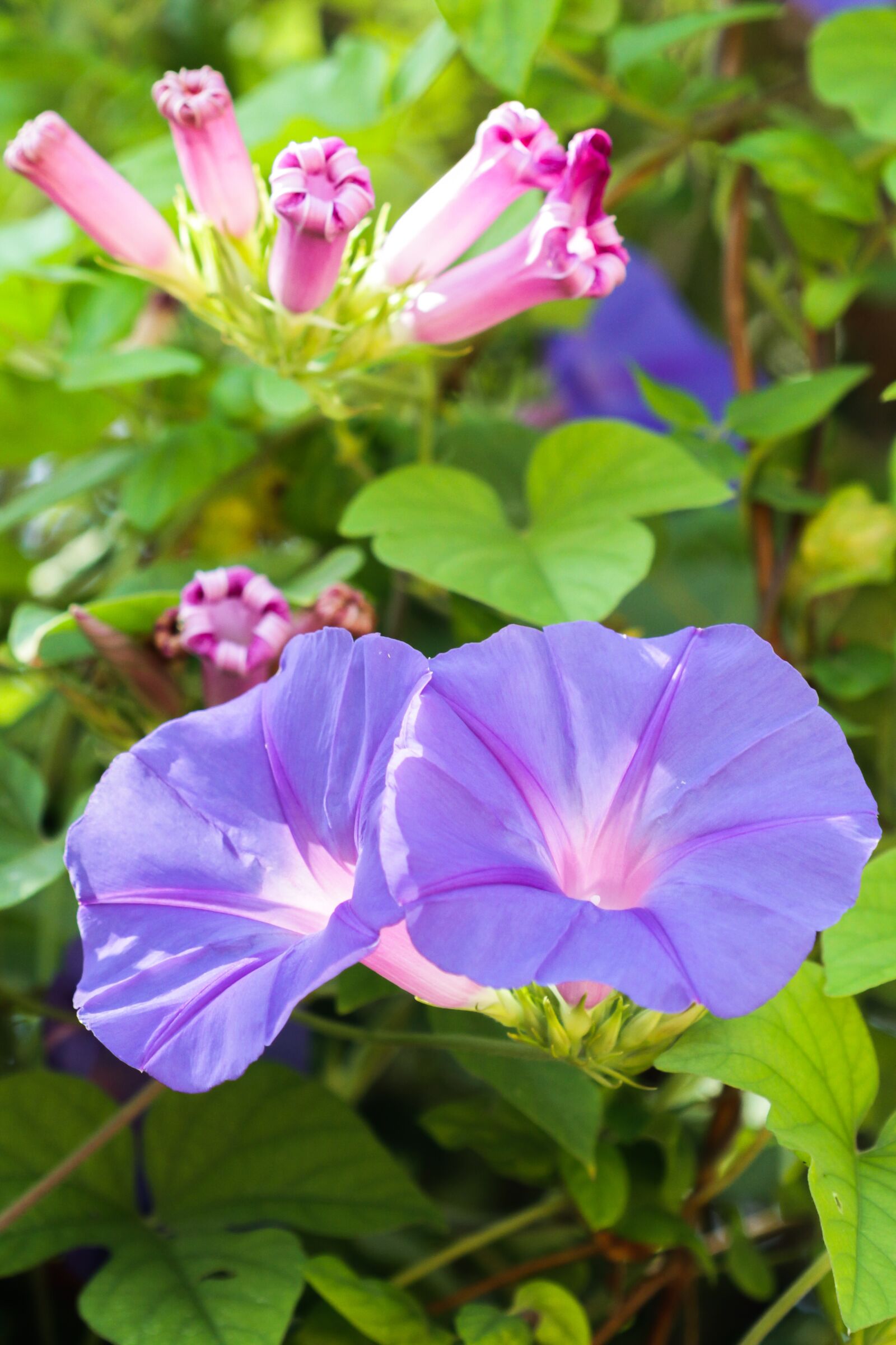 Canon EOS 7D + Canon EF 100mm F2.8 Macro USM sample photo. Spain, mallorca, flower photography