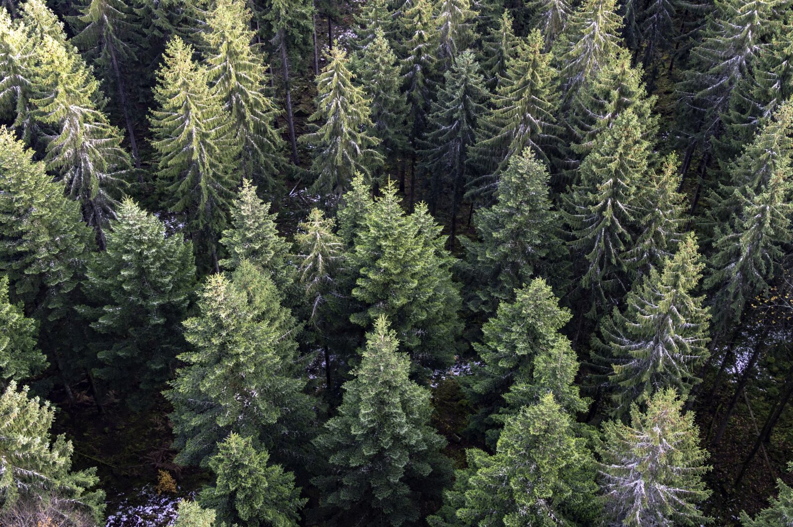 Nikon D3200 sample photo. Trees, fir trees, firs photography