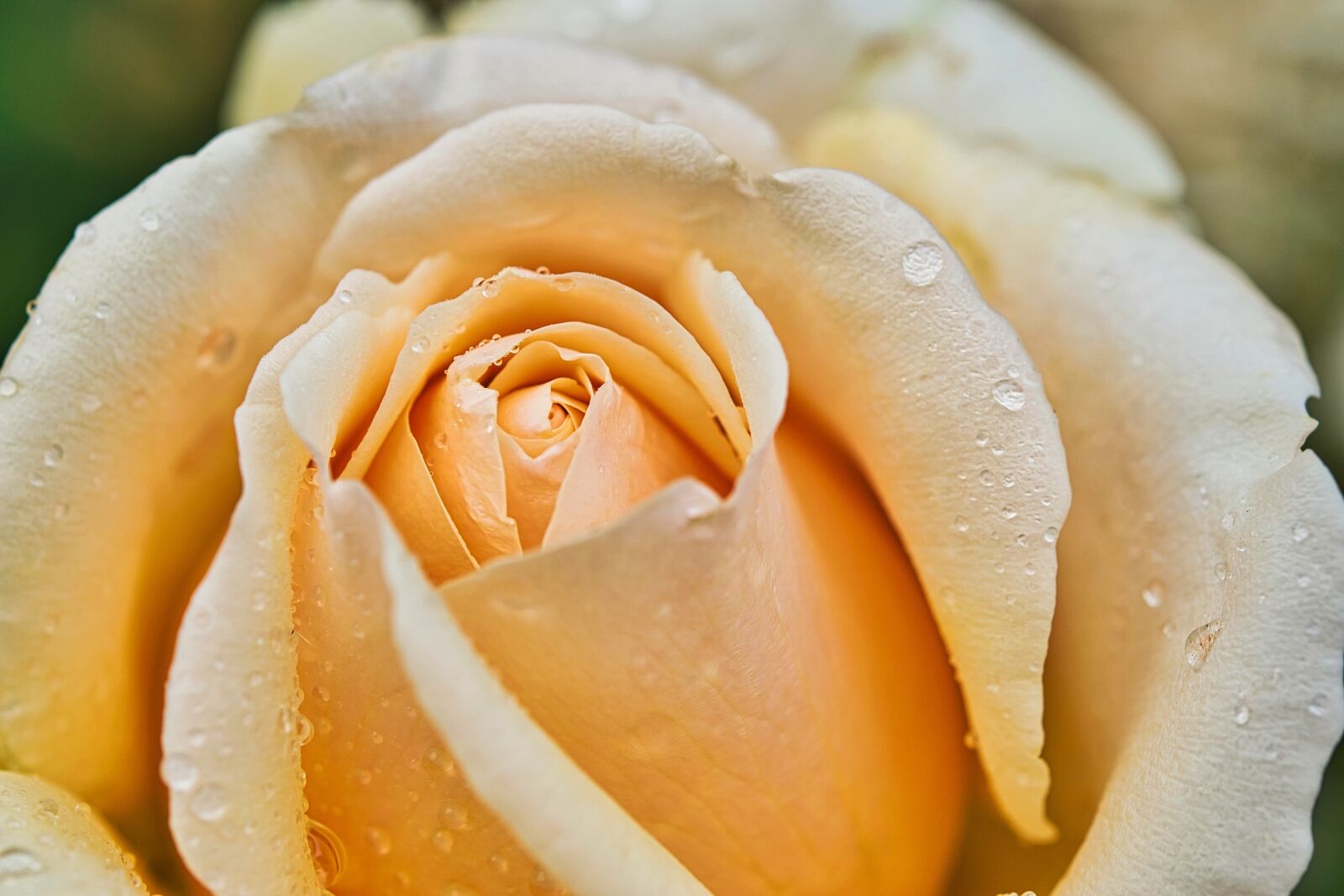 Nikon D5300 sample photo. Rose, yellow rose, rose photography