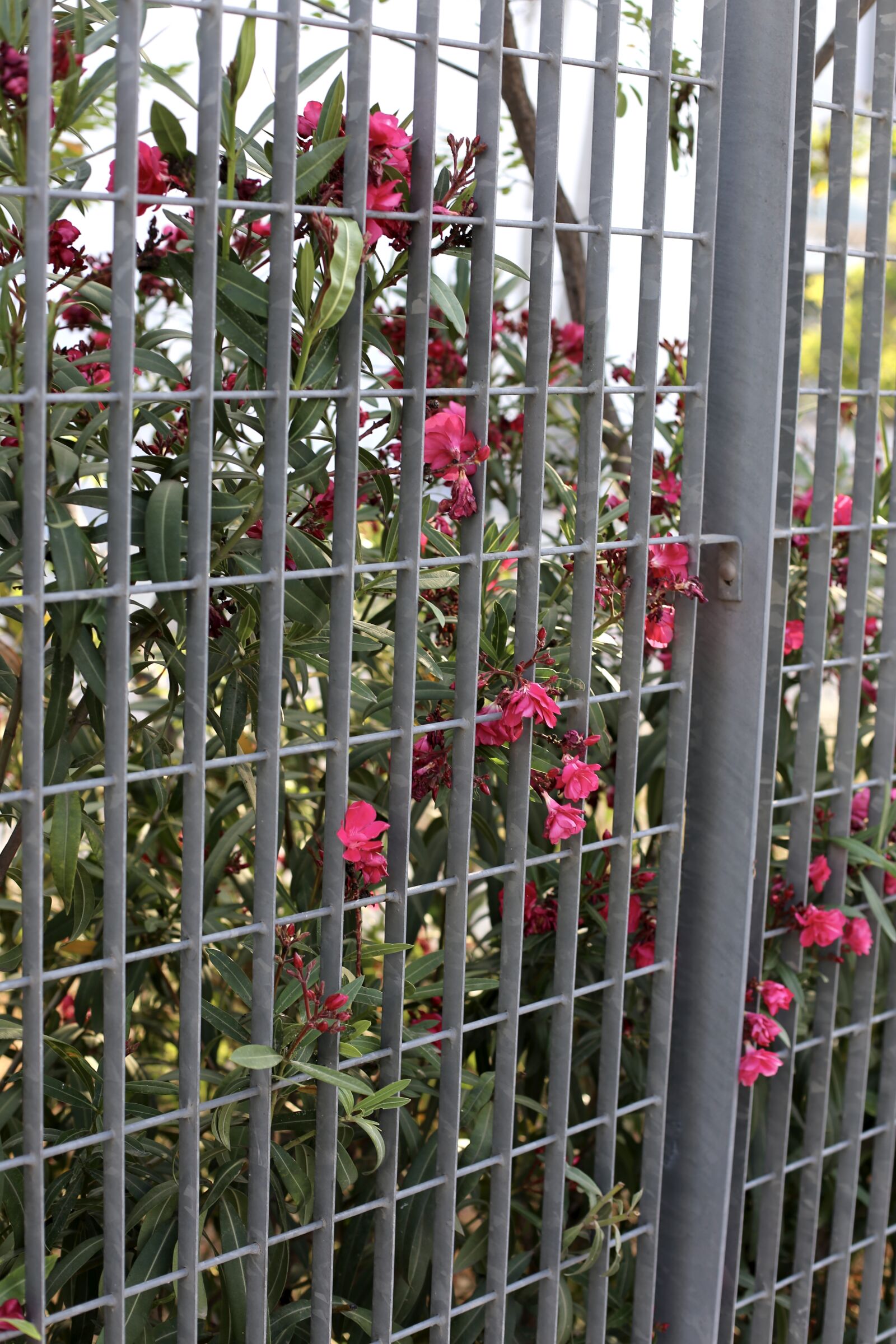 Canon EOS 6D sample photo