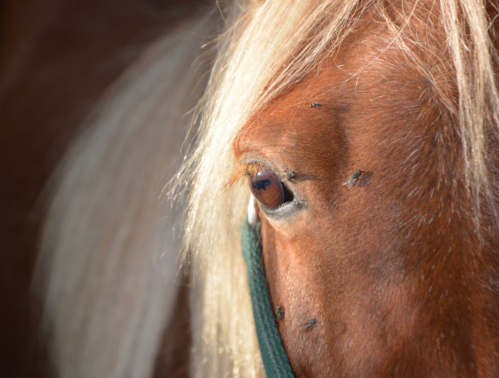 Nikon D5200 sample photo. Horse, mane, eye of photography