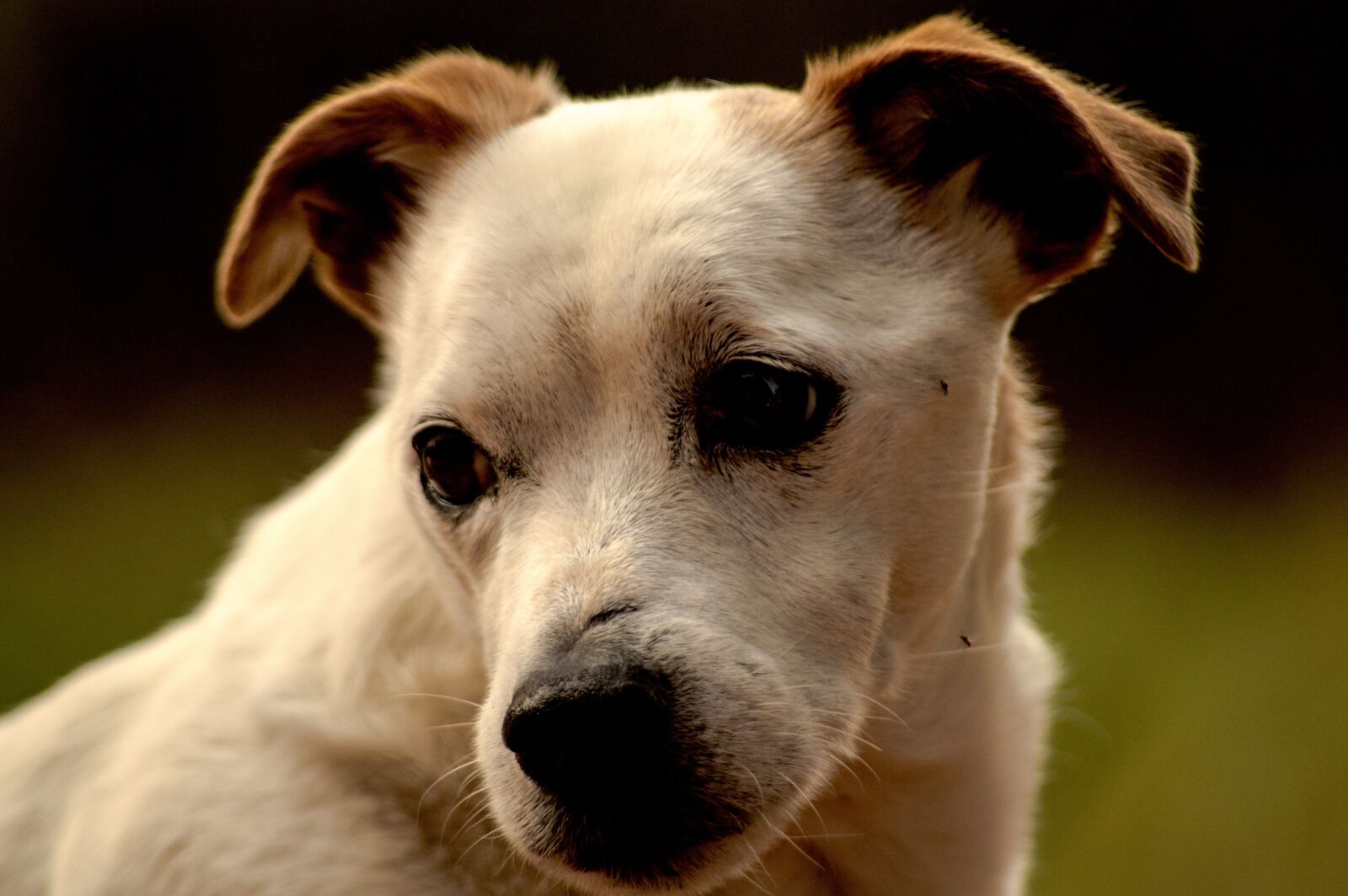 Nikon D3200 sample photo. Dog, jack, russell photography