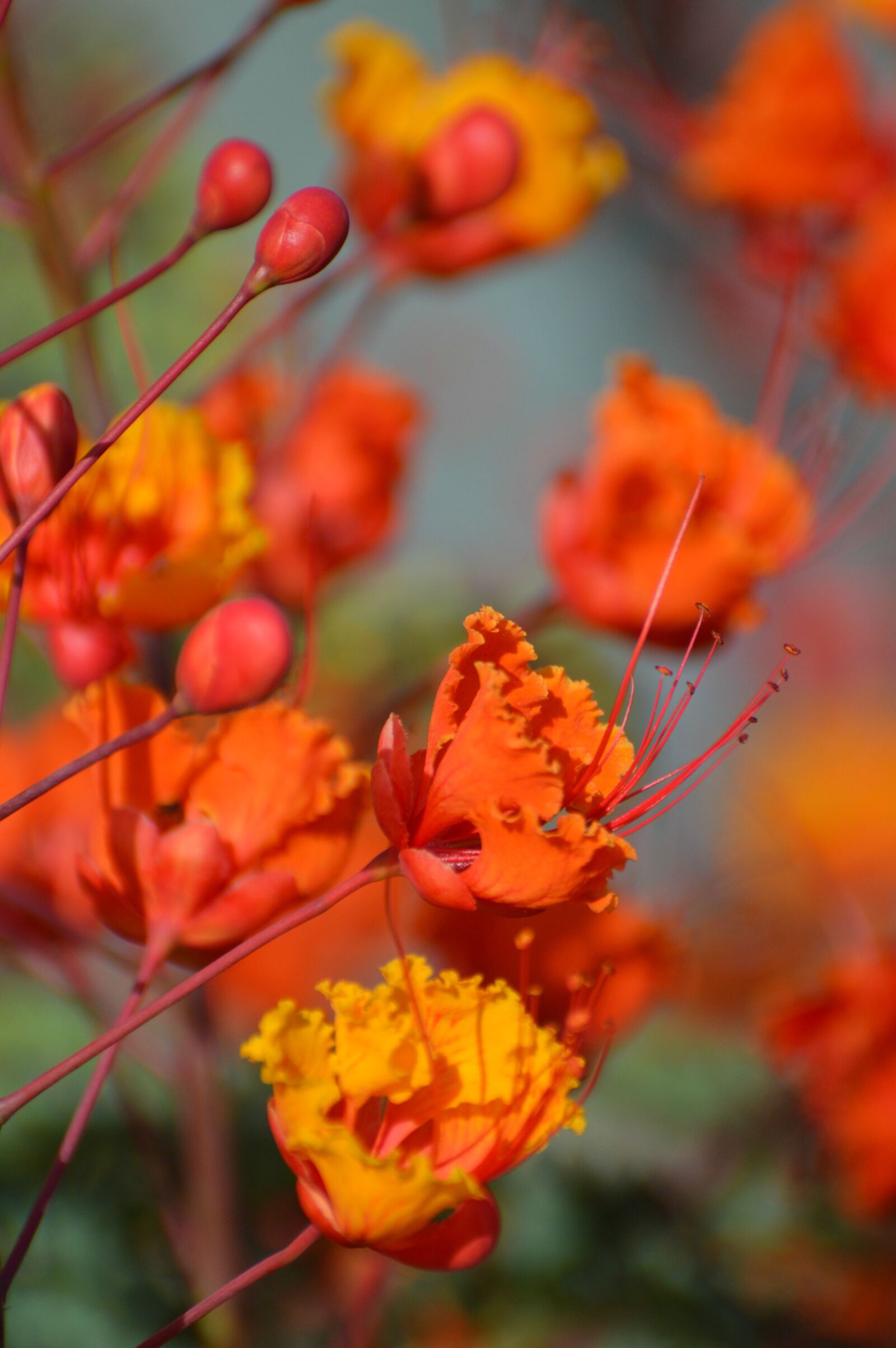 Nikon D3200 sample photo. Red bird of paradise photography