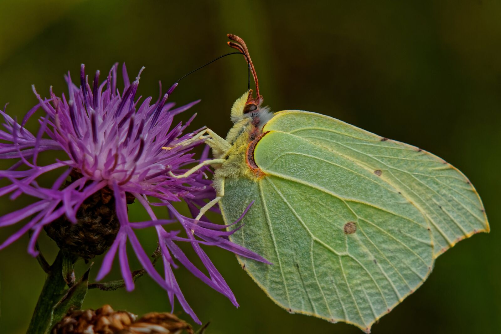 Canon EOS 500D (EOS Rebel T1i / EOS Kiss X3) sample photo. Macro, butterfly, thistle photography