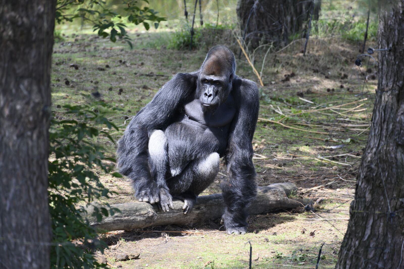 Nikon Z7 sample photo. Beekse bergen, gorilla, male photography