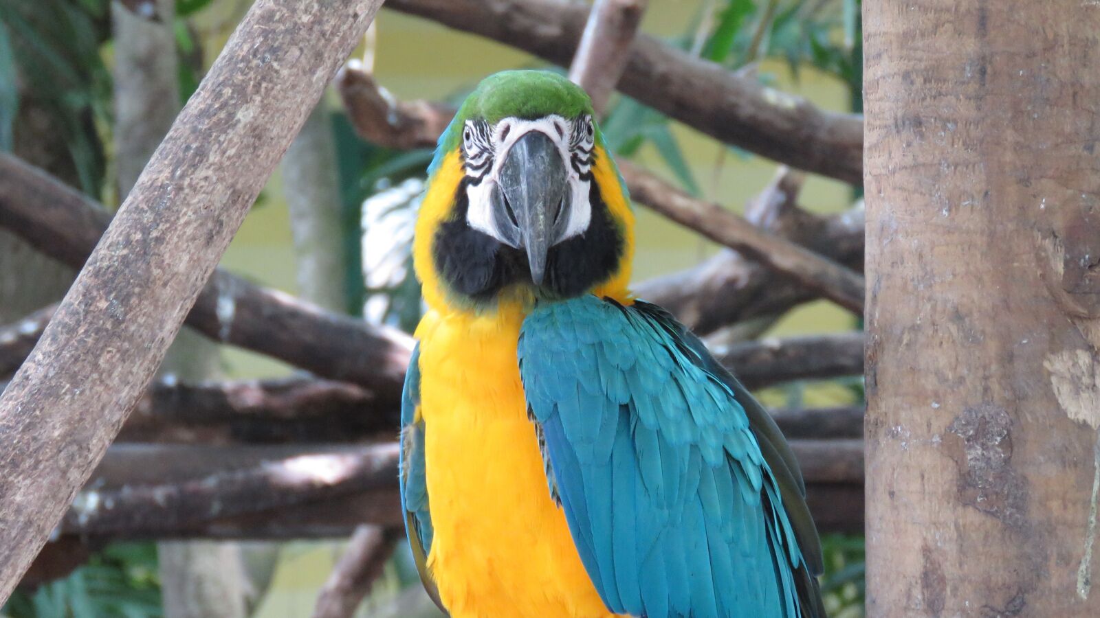 Canon PowerShot SX60 HS sample photo. Macaw, ave, animals photography