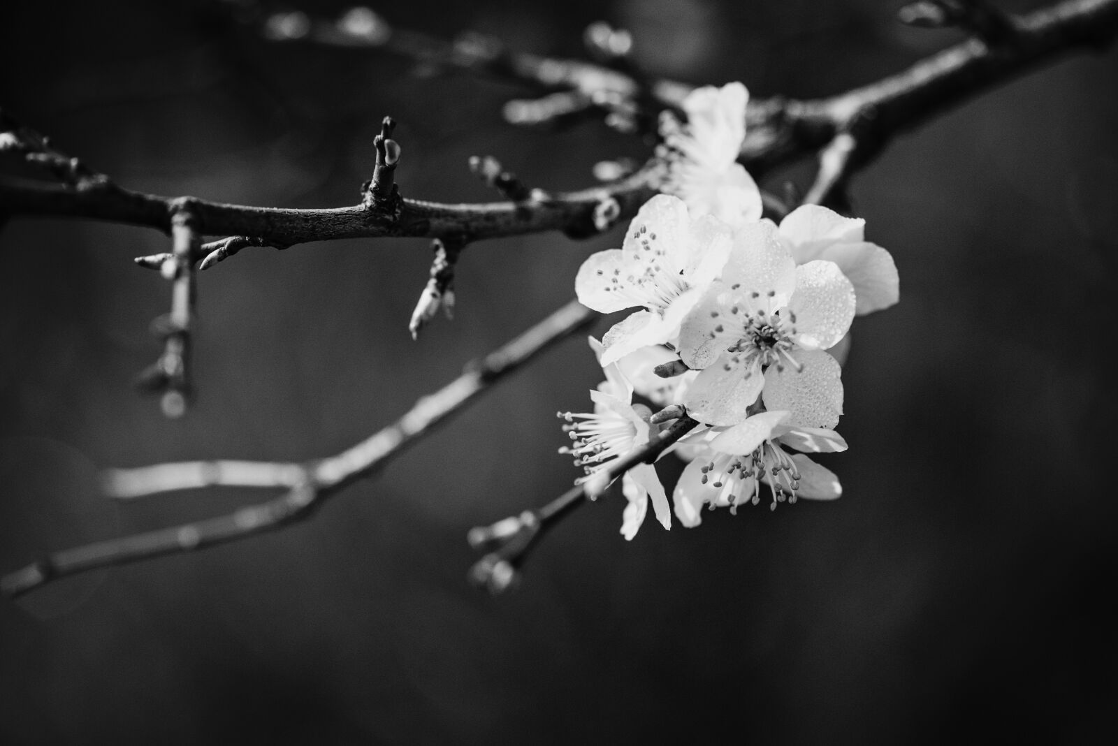 Nikon AF-S Micro-Nikkor 105mm F2.8G IF-ED VR sample photo. Black, and, white, bloom photography