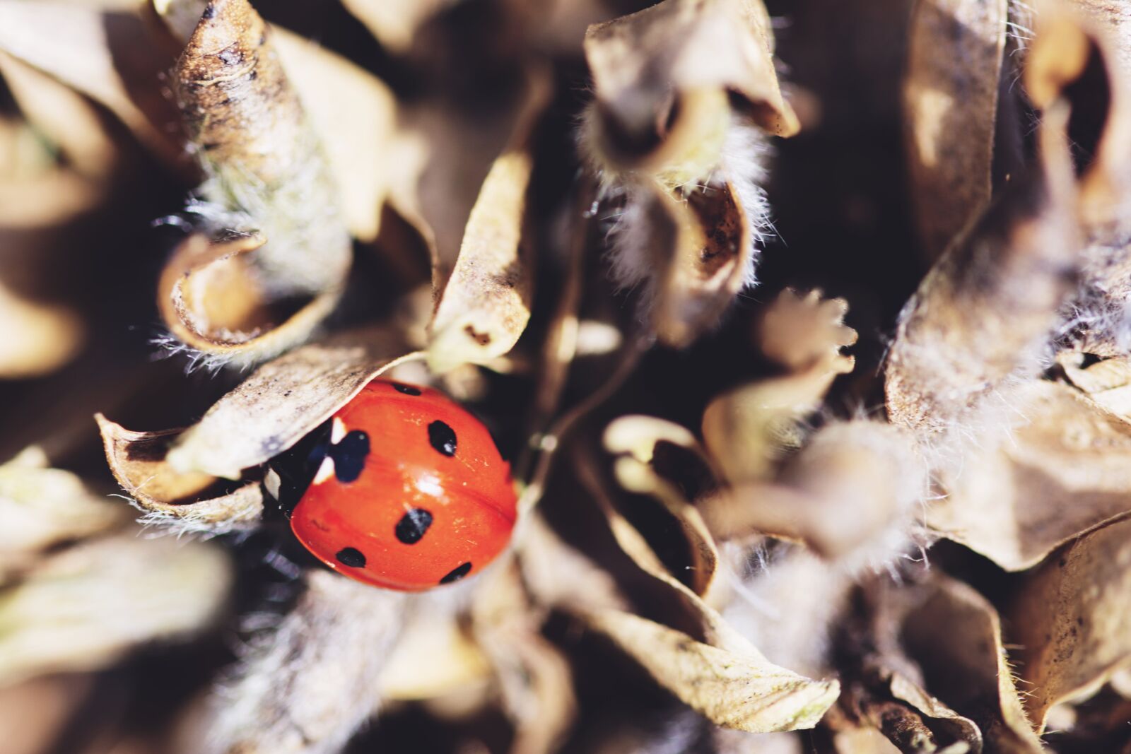 Nikon D5200 sample photo. Ladybird, insect, nature photography