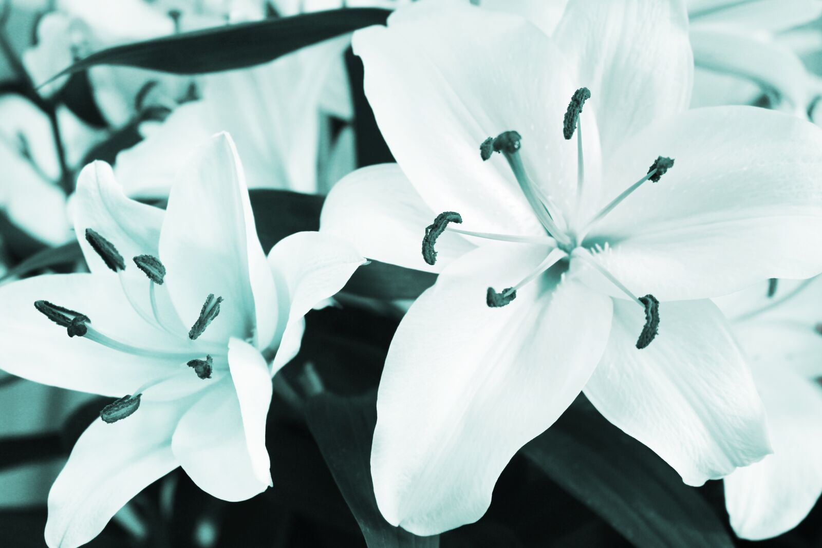 Canon EOS 700D (EOS Rebel T5i / EOS Kiss X7i) sample photo. Lily, white, flowers photography