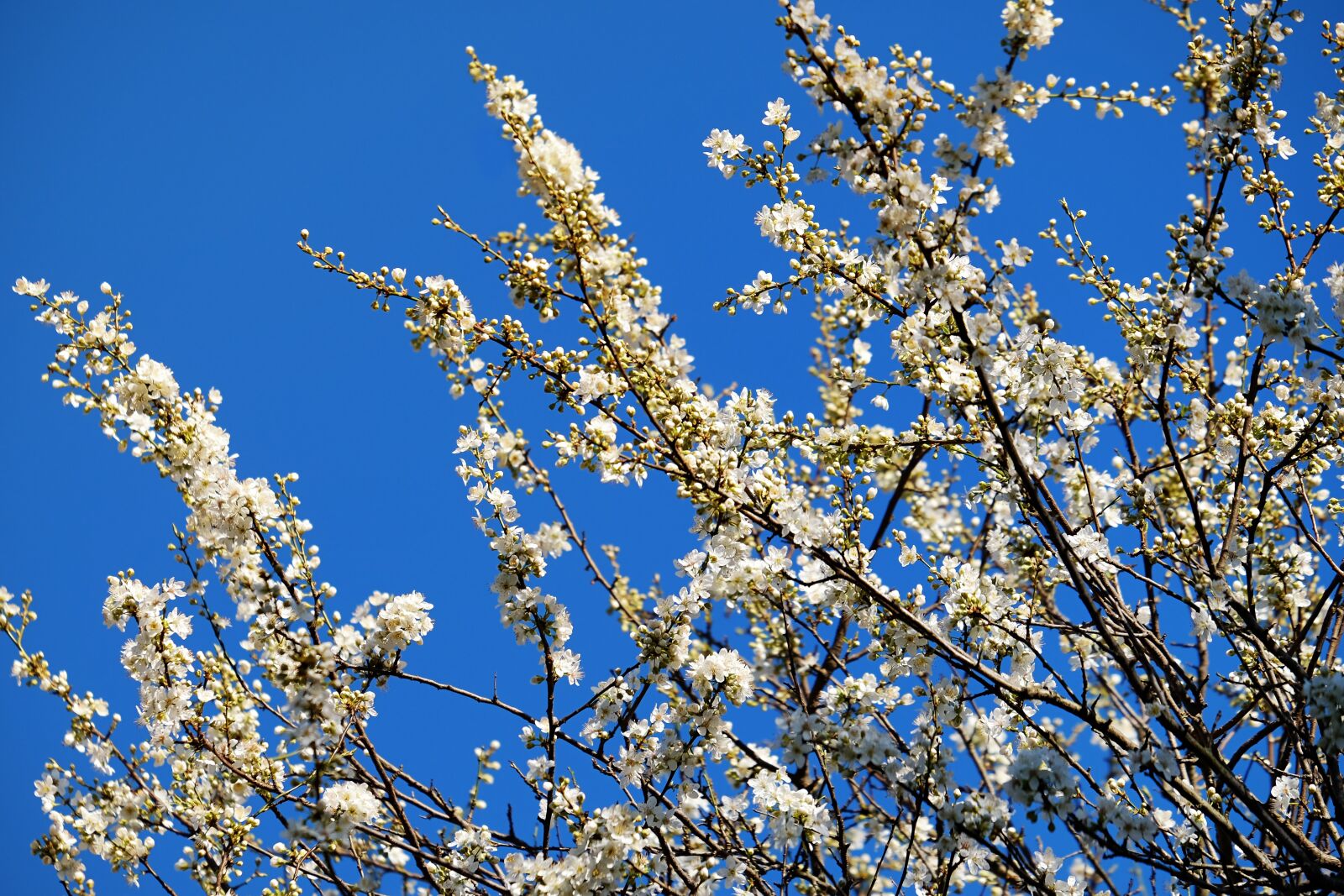 Fujifilm XF 55-200mm F3.5-4.8 R LM OIS sample photo. Spring, tree blossoms, tree photography
