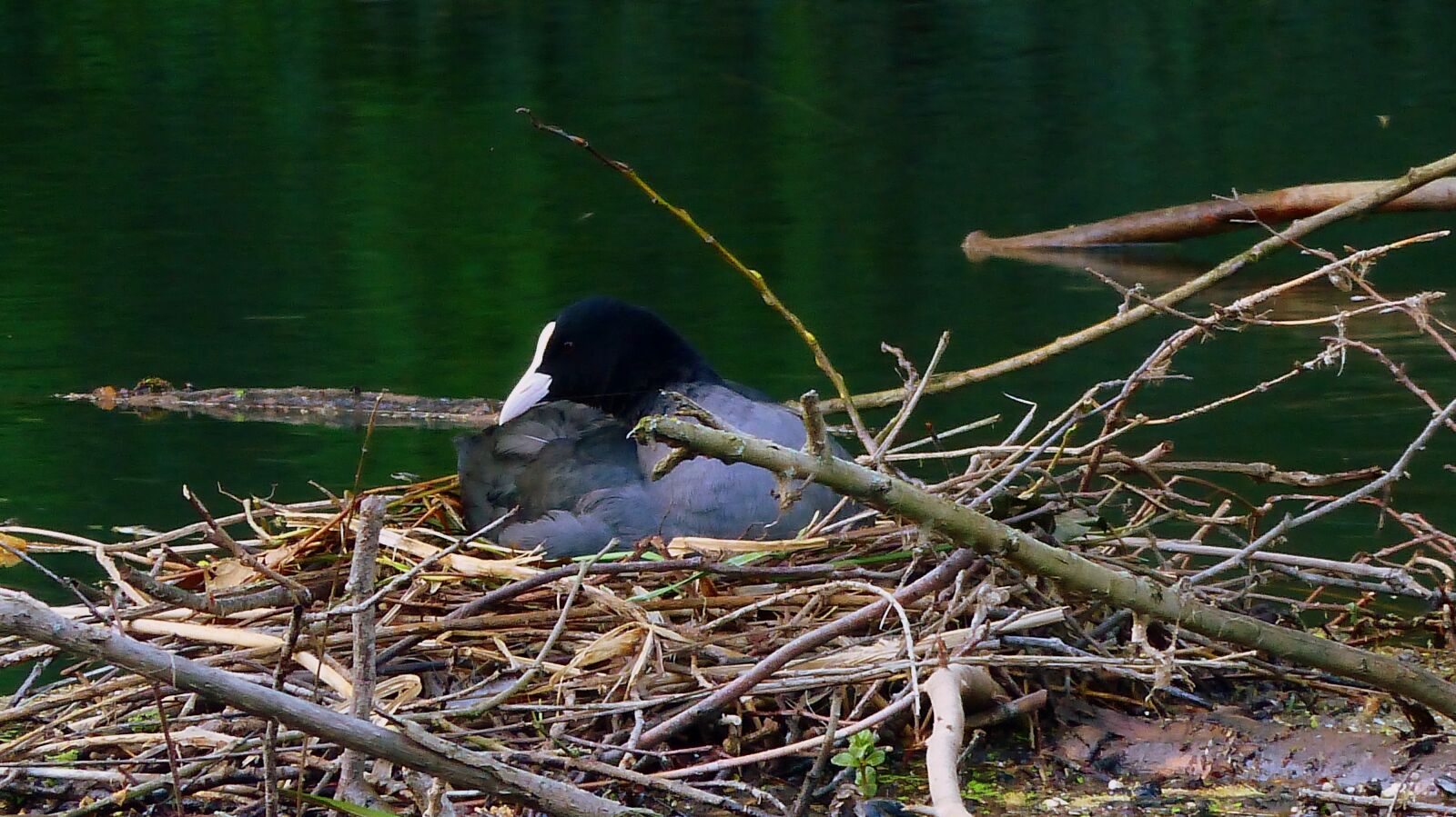 Panasonic Lumix DMC-FZ200 sample photo. Bird, nature, fauna photography